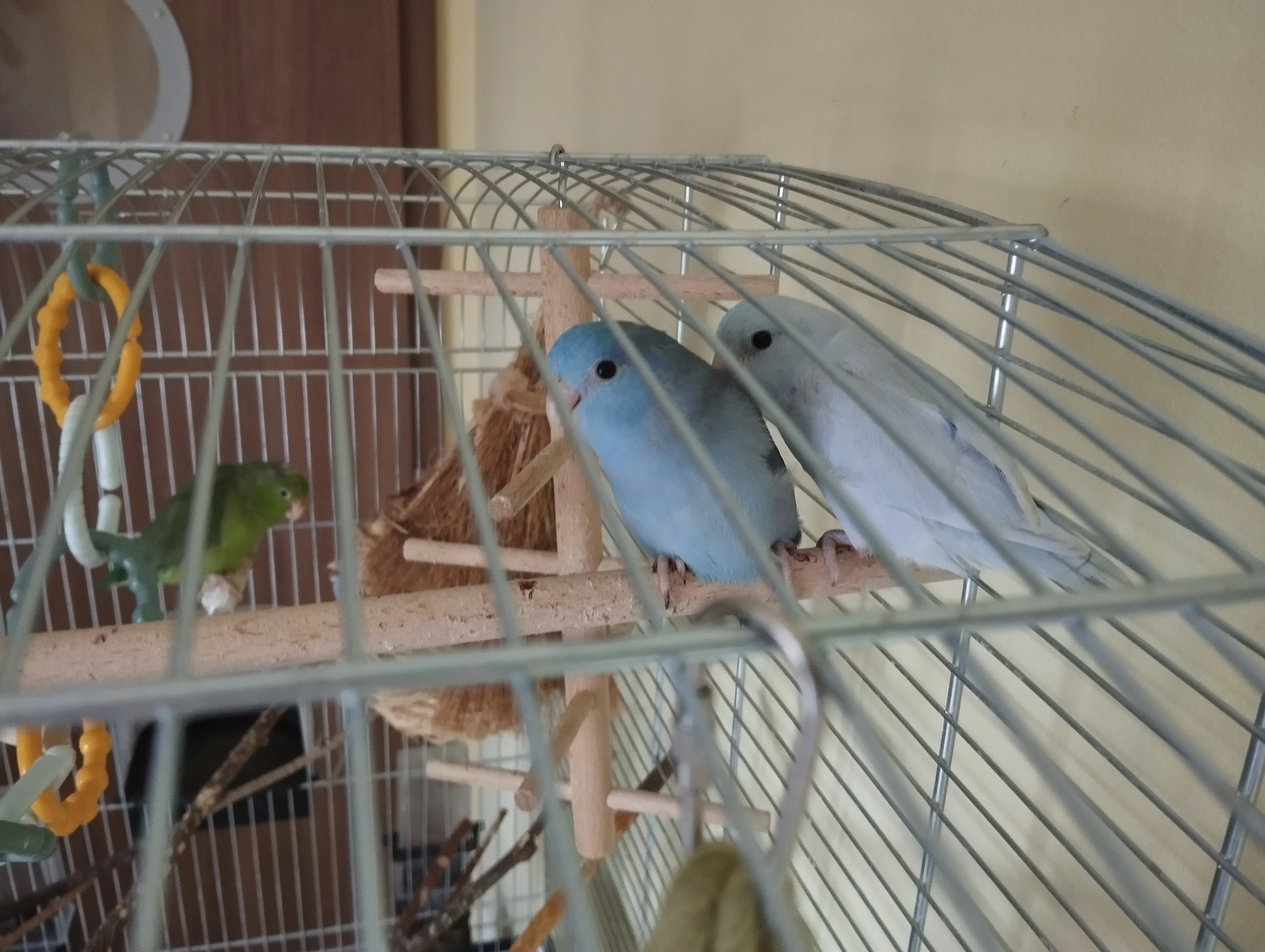 Papoušíček šedokřídlý