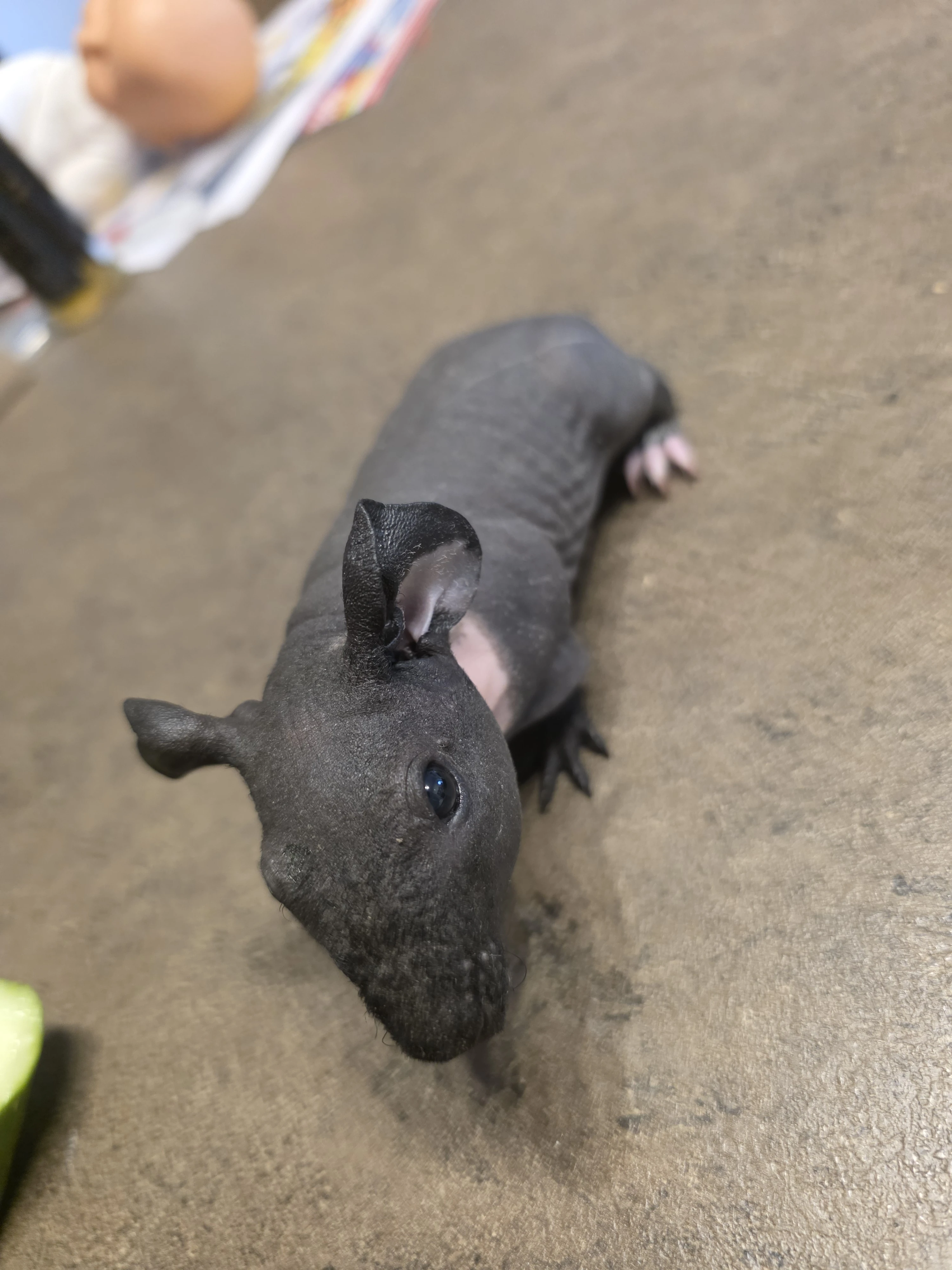 Prodám 1x skinny a 2x dlouhosrstá morčata