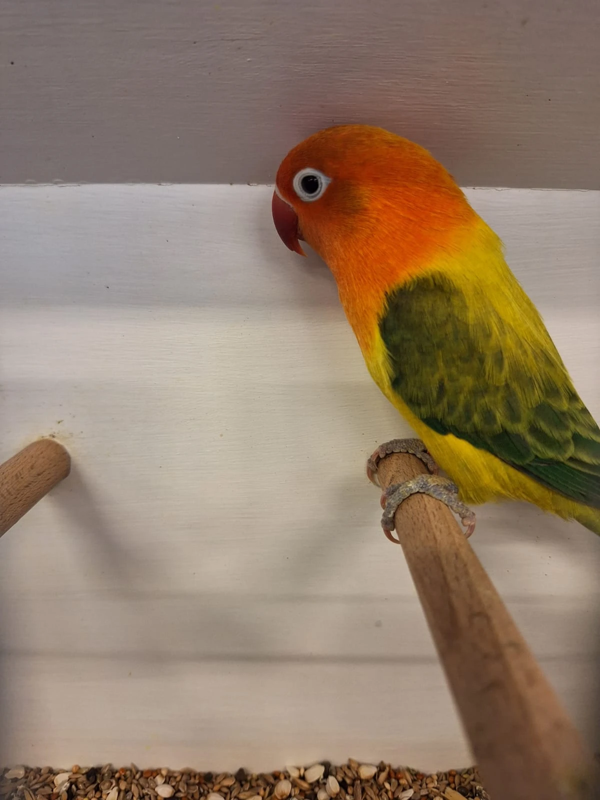 Prodám Agapornis fischeri