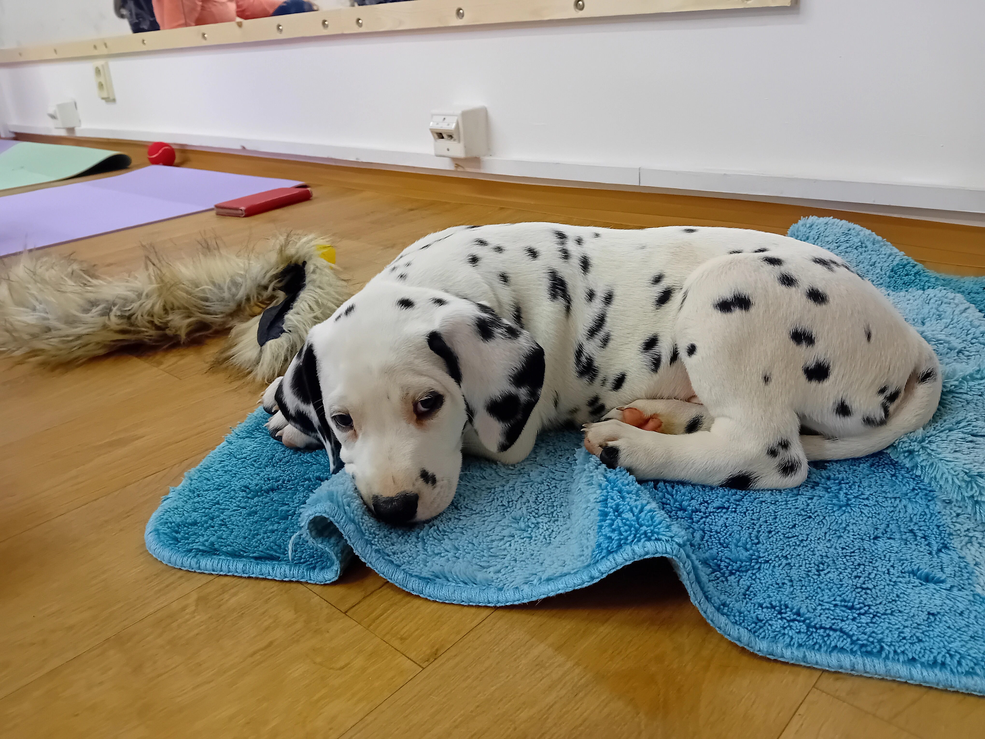 Dalmatin - štěňátka s PP FCI