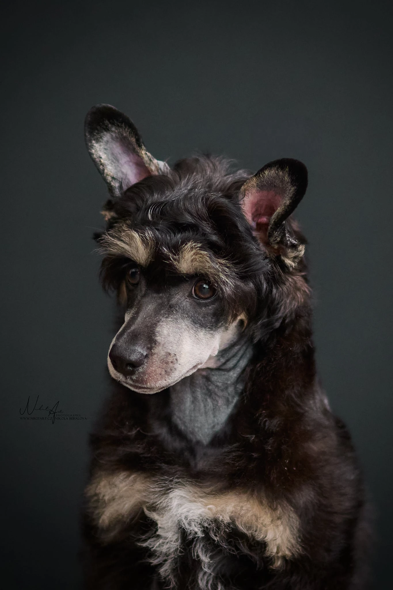 Nabízíme k prodeji  2 volné štěňátka s PP