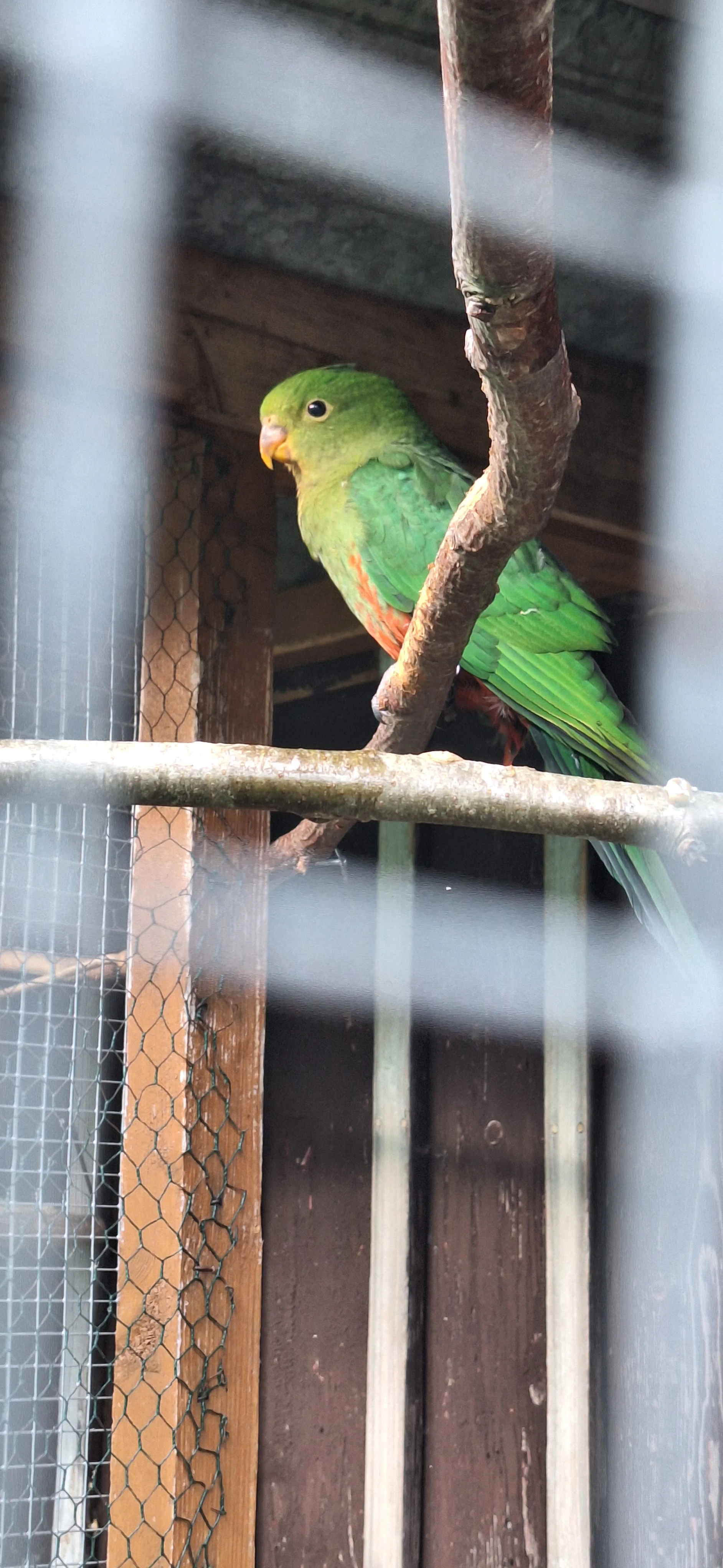 Prodám letošní mládě Papoušek Královský