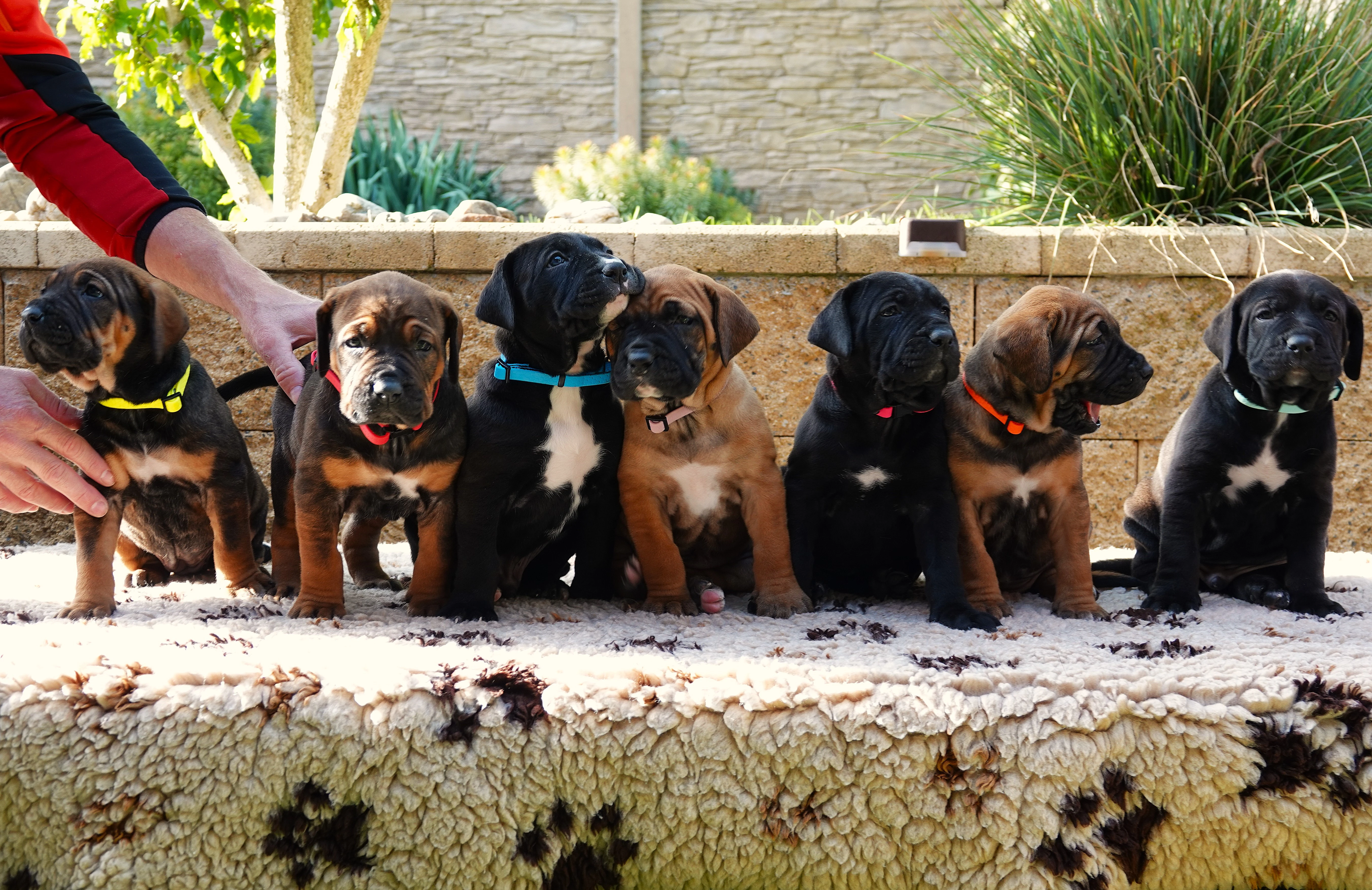 Tosa Inu štěňata sPP