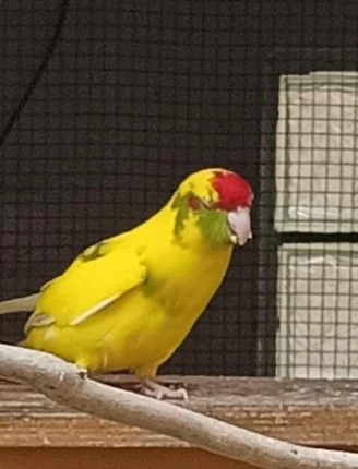 Prodám Kakariky rudočelé