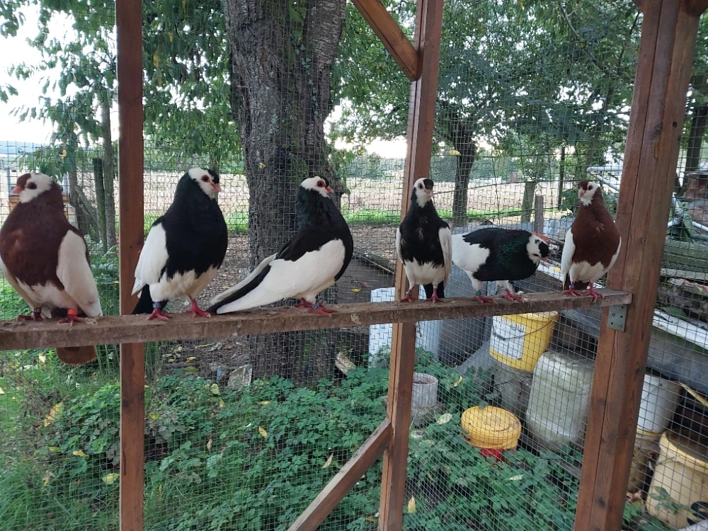 Chov Rakovnického kotrláka - prodám