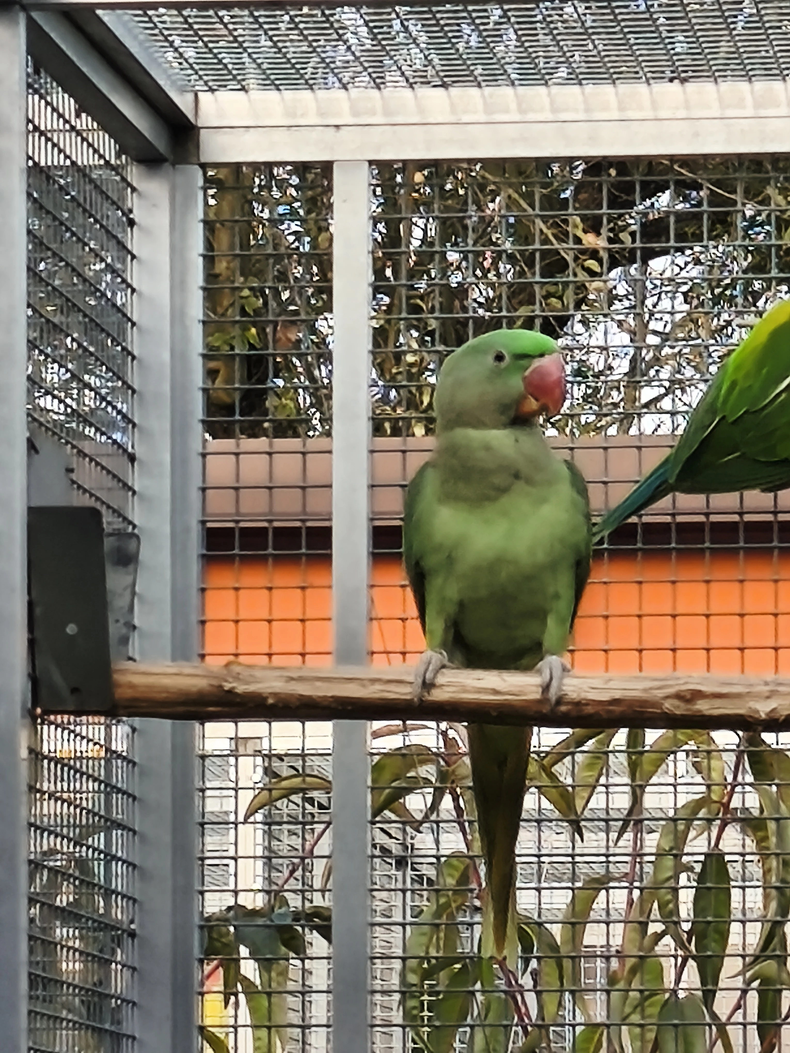 Alexandr velký/modrou.