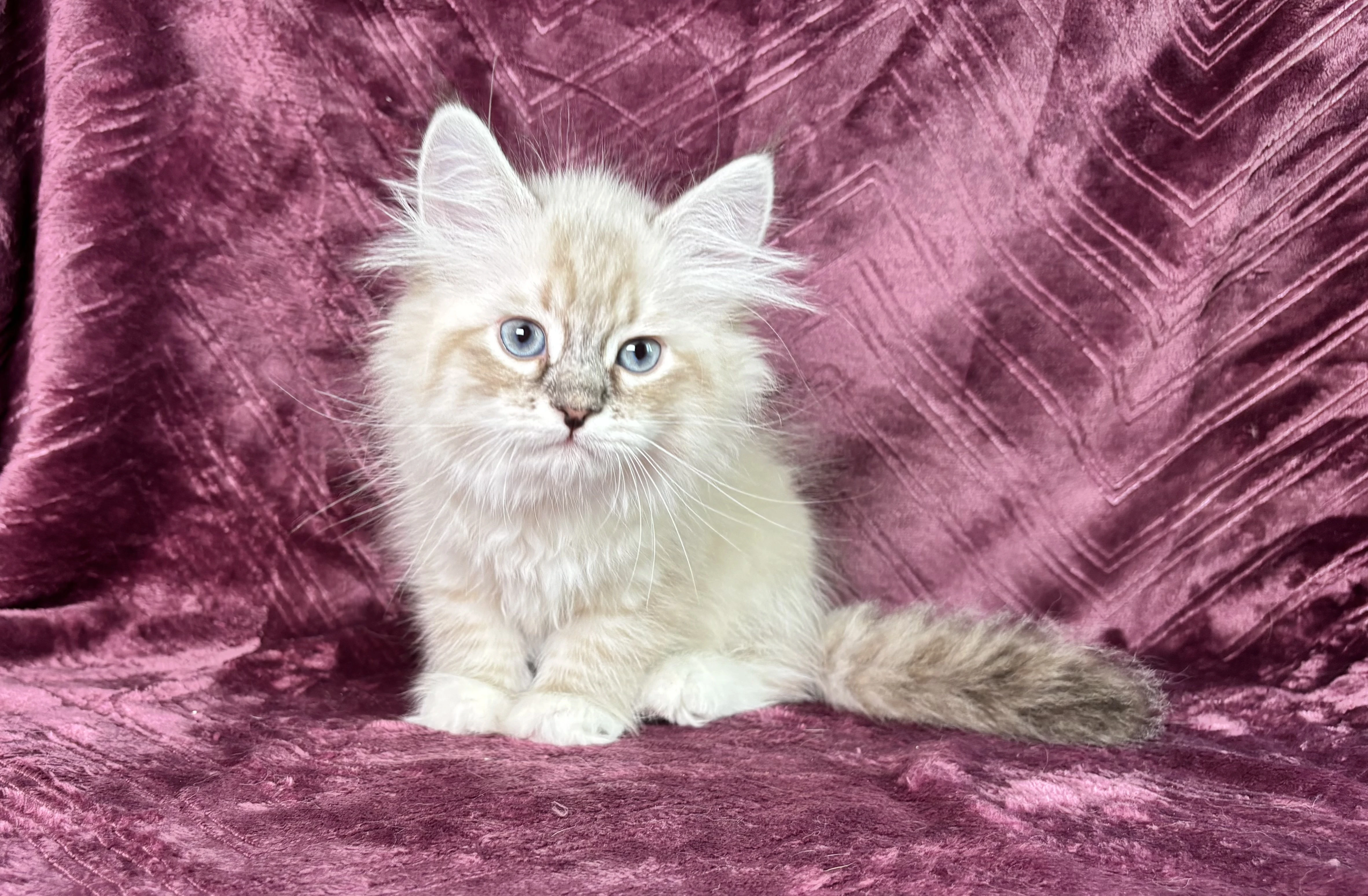 Něvská maškaráda- holčička Lagertha