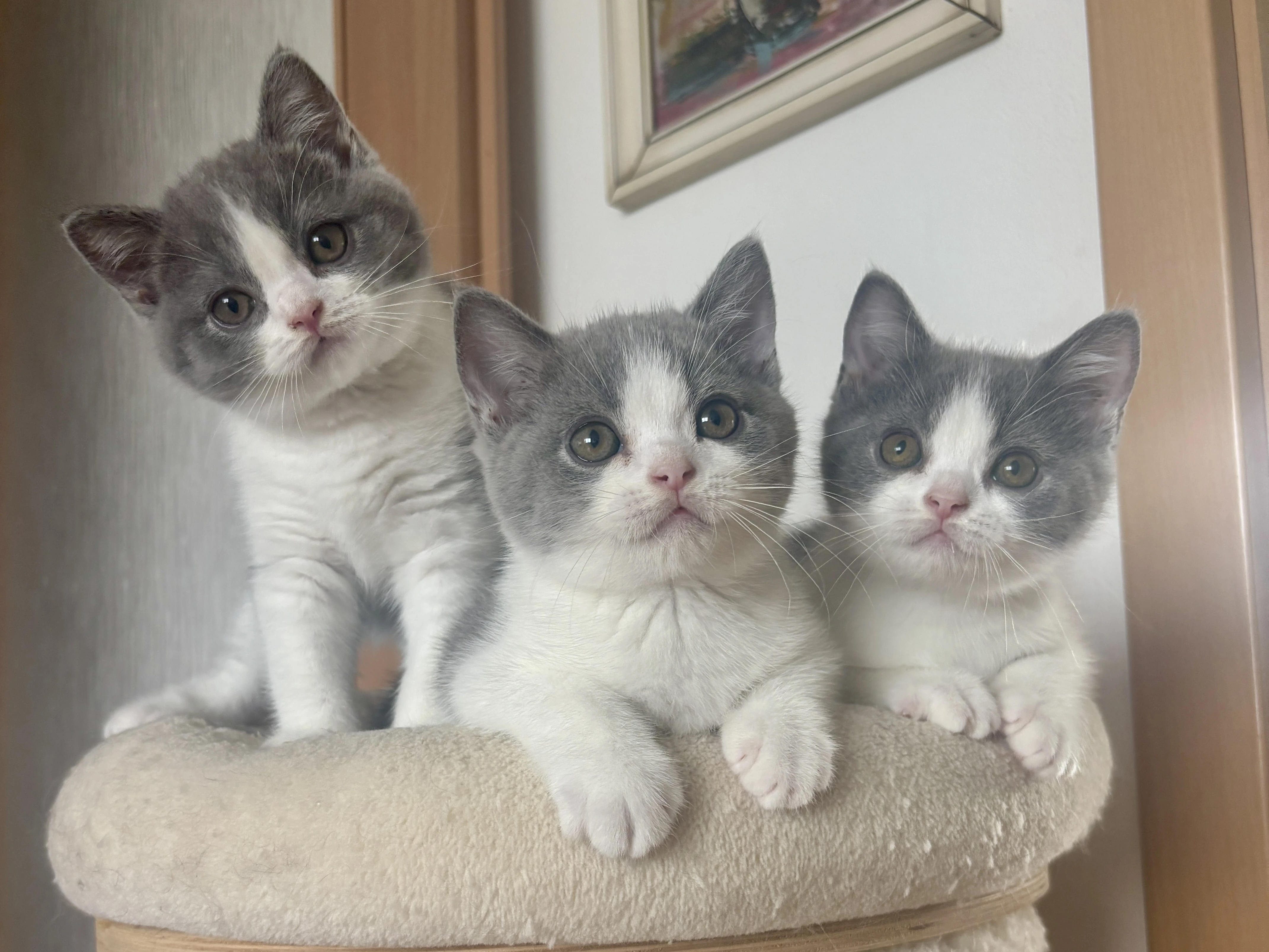 Britská koťátka s PP - kocourci - již k odběru