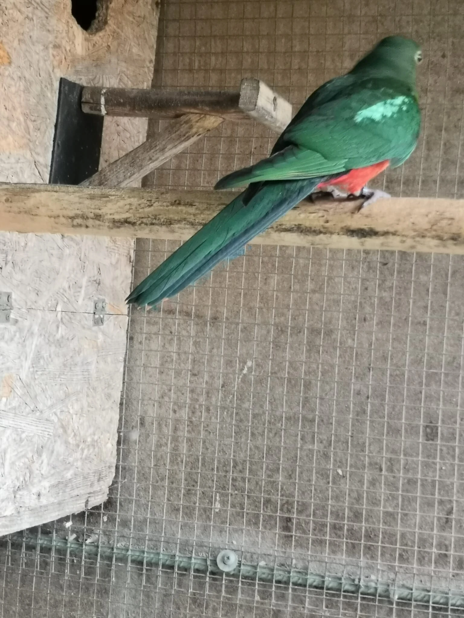 Papoušek královský