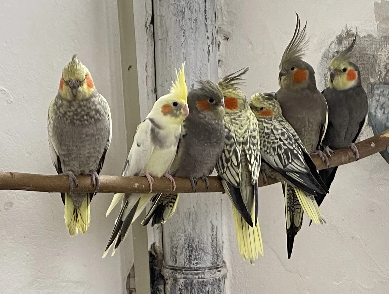 Korely Perlové ,přírodní