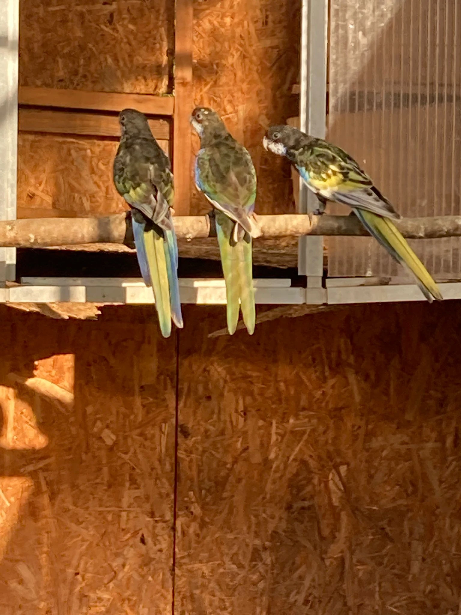 Prodám rosela pestrá černá Straka