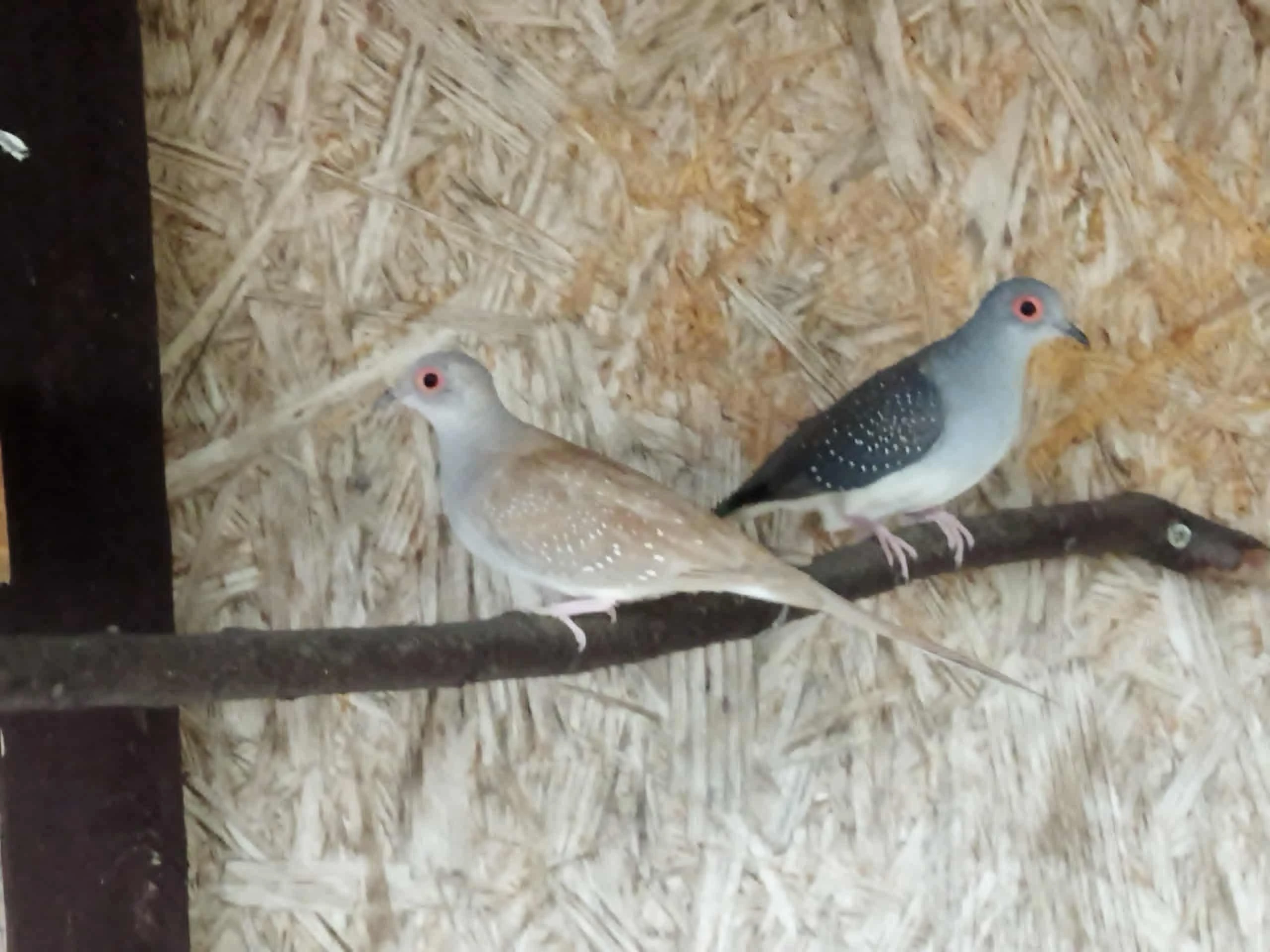 Holoubek diamantový