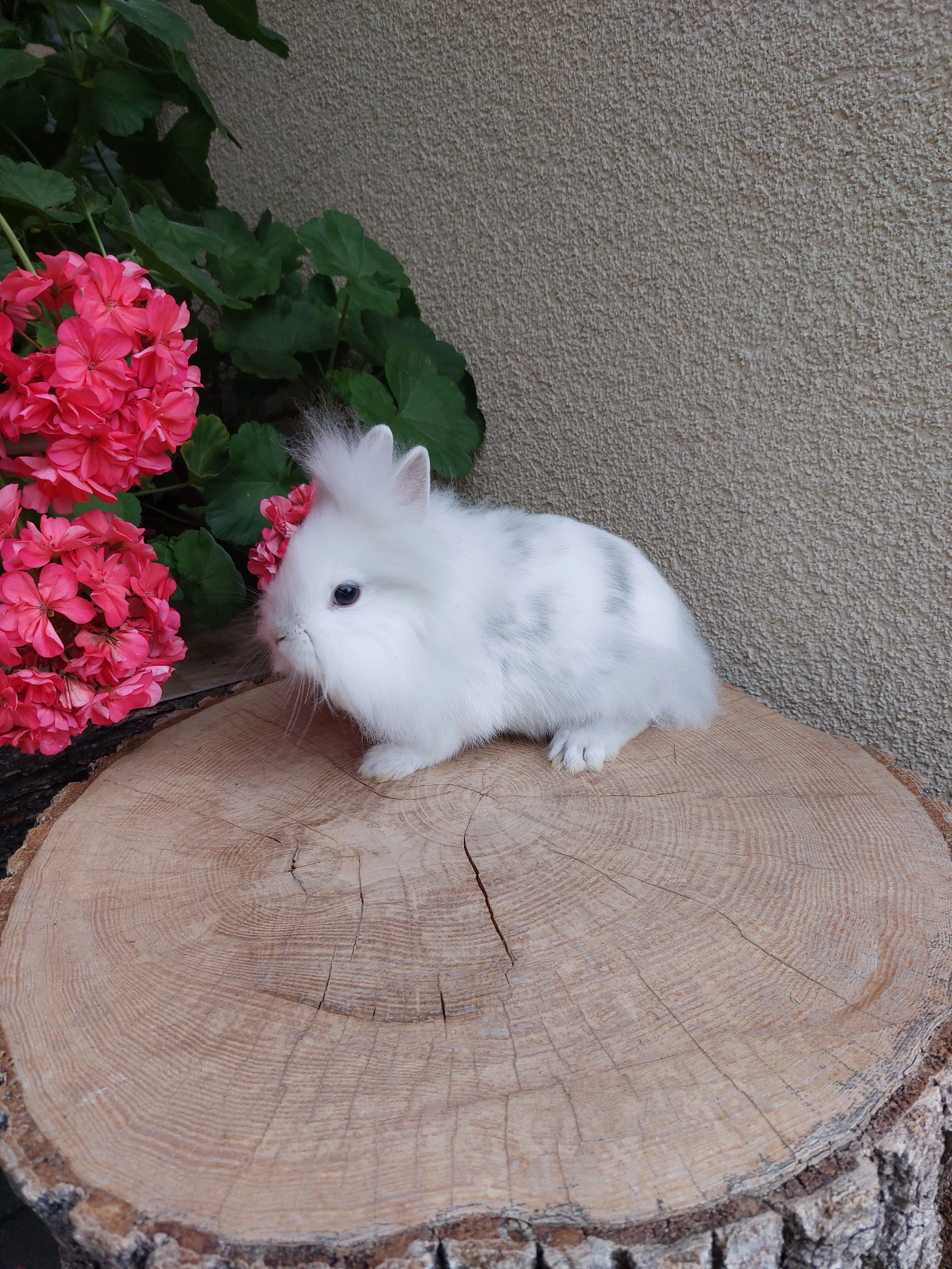 Zakrslý králík - sameček lvíček