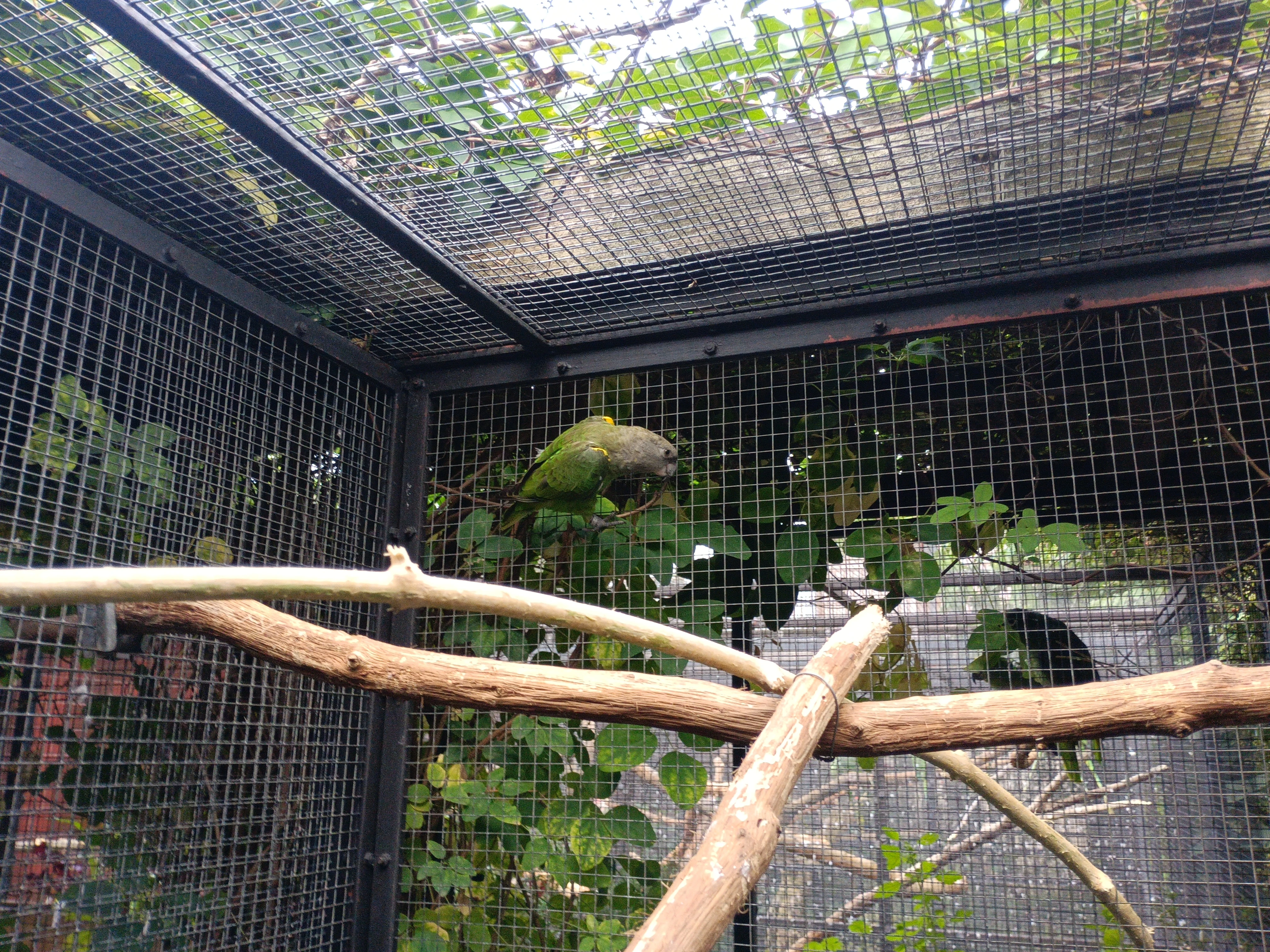 Papoušek hnědohlavý