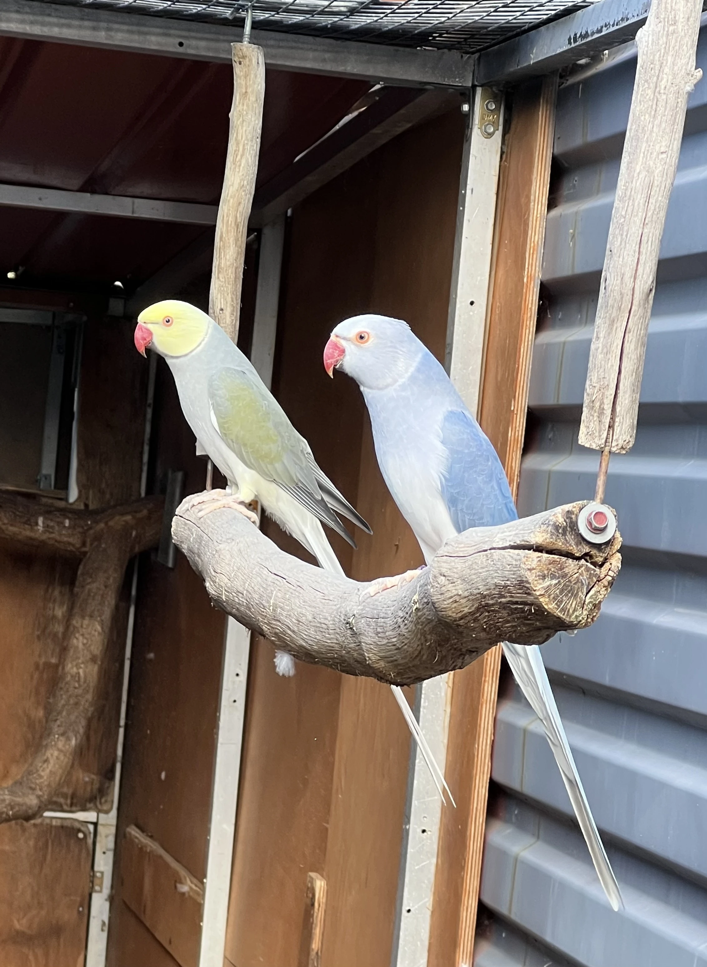 Alex Hlava Ocas chovne