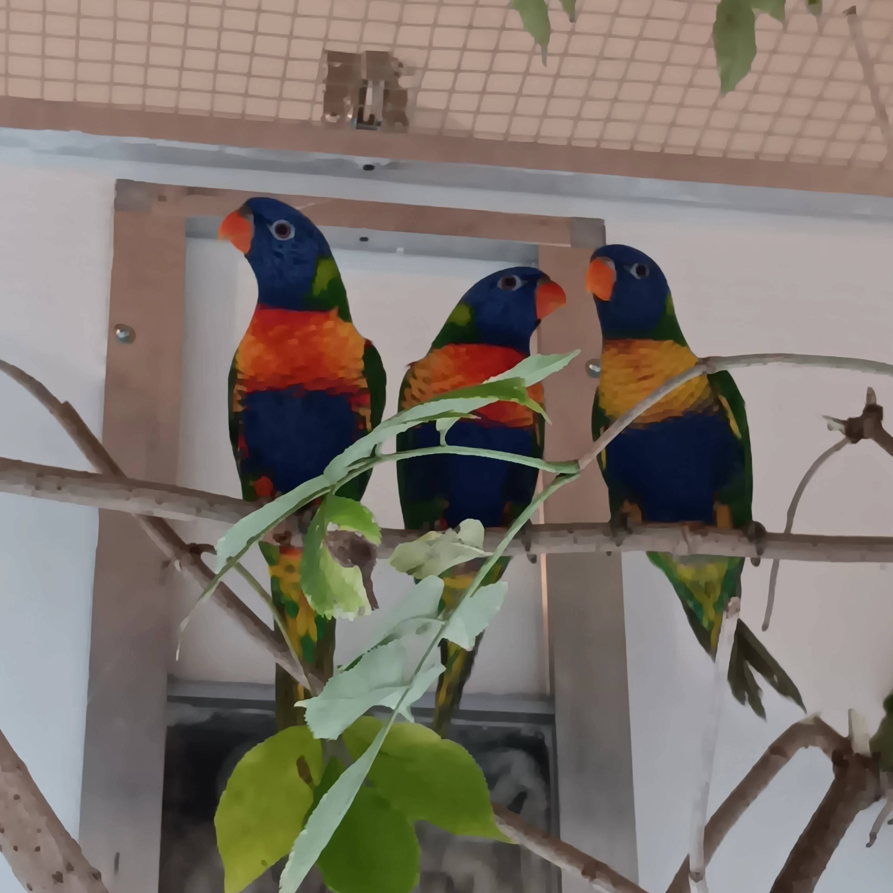 Prodám letošní odchovy a liché chovné ptáky