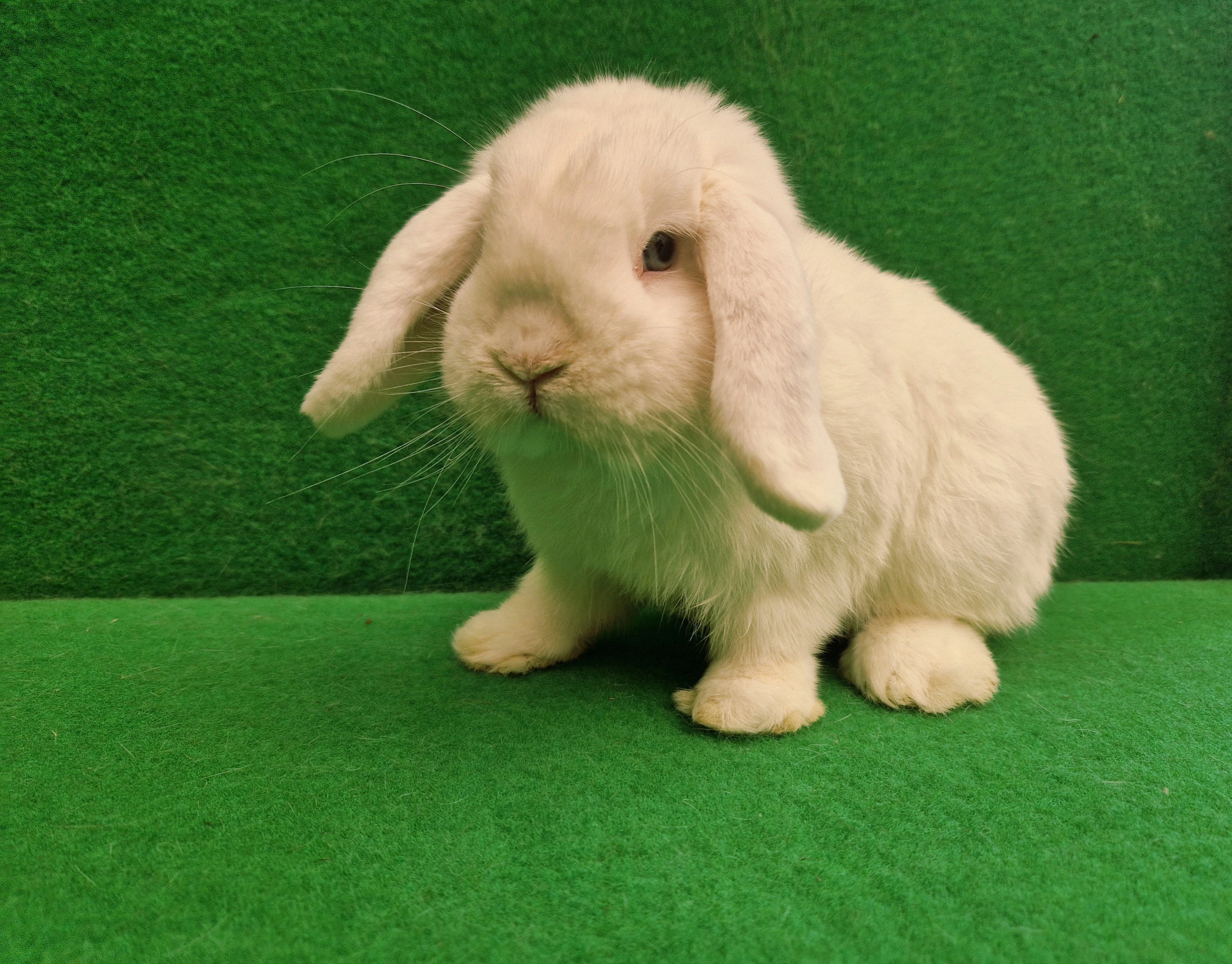 Zakrslý beran bílý modrooký