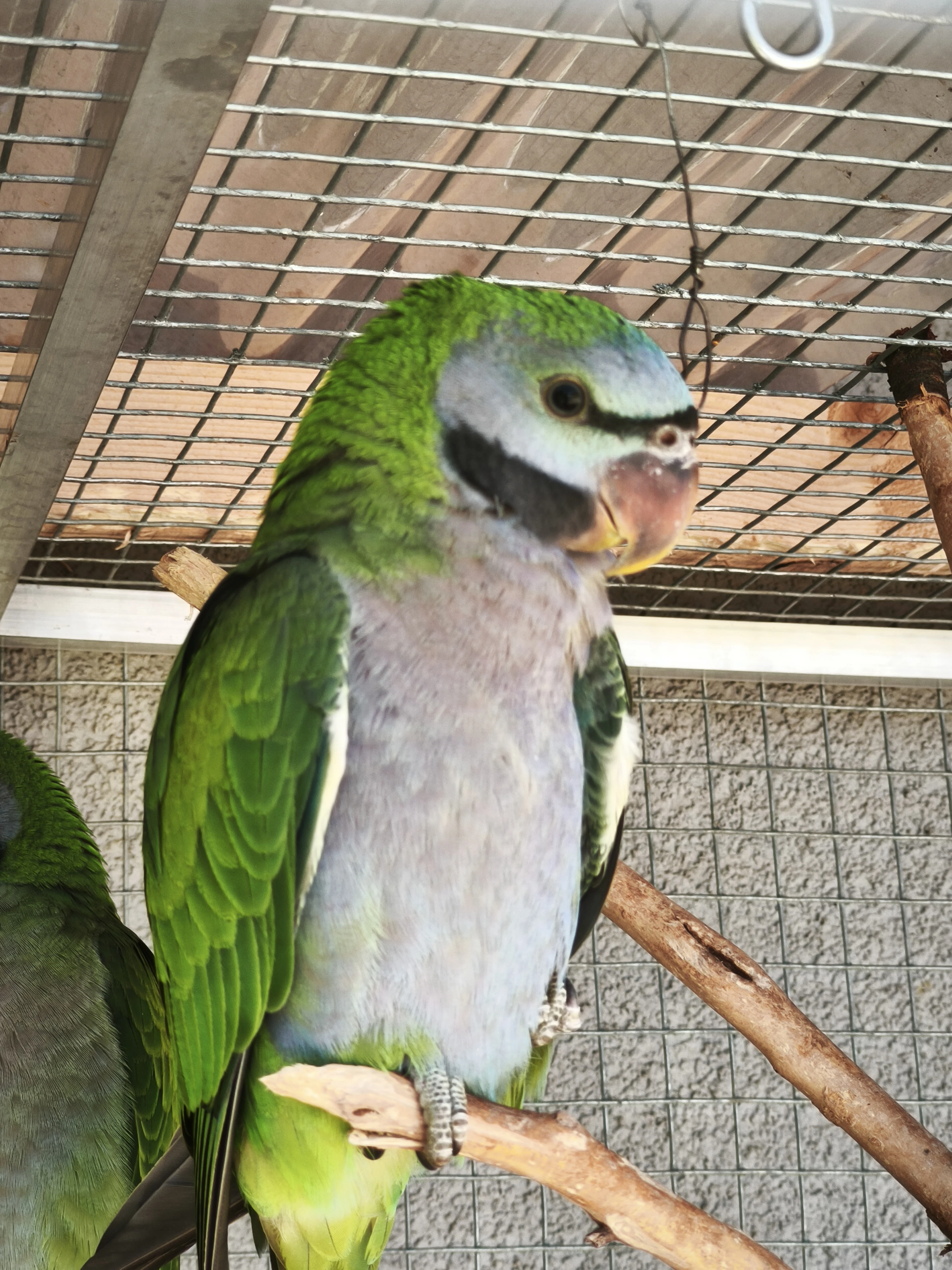 Prodám letošní Alexandry čínské 2.0