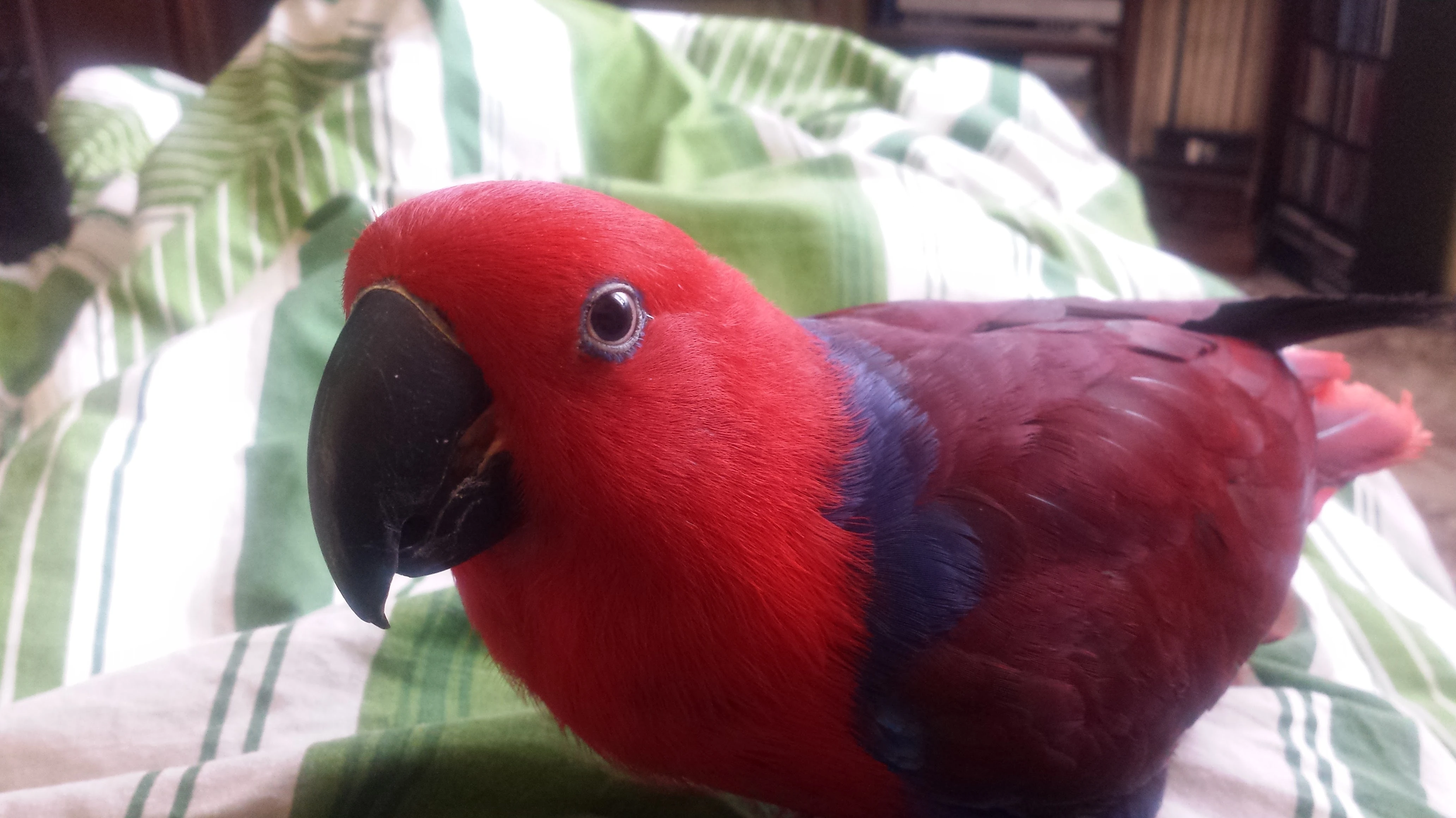 Kamarád pro Barunku