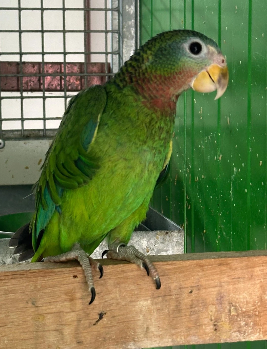 Amazoňan jamajský (Amazona collaria)