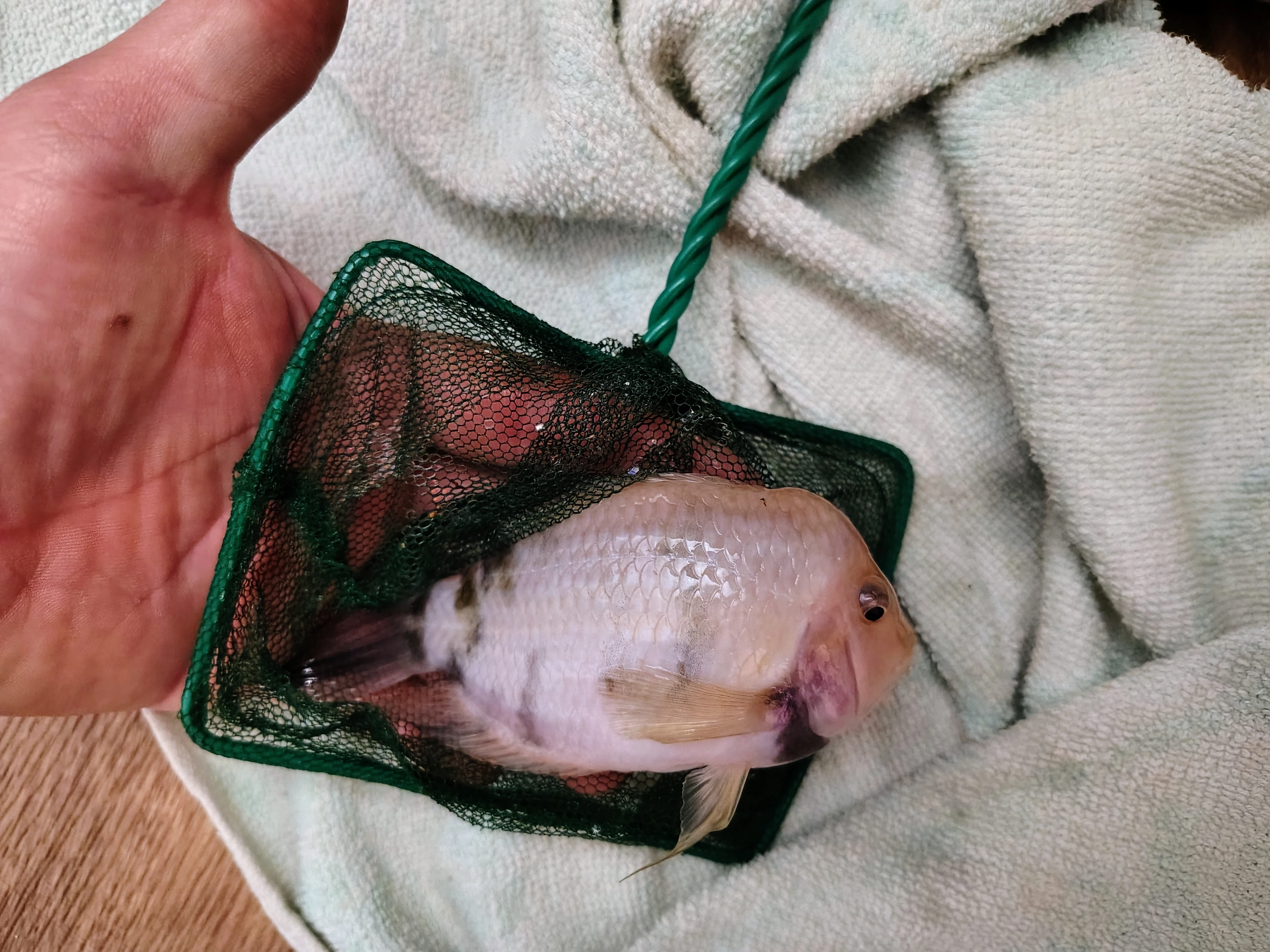 Daruji kančíka příčnopruheho albína