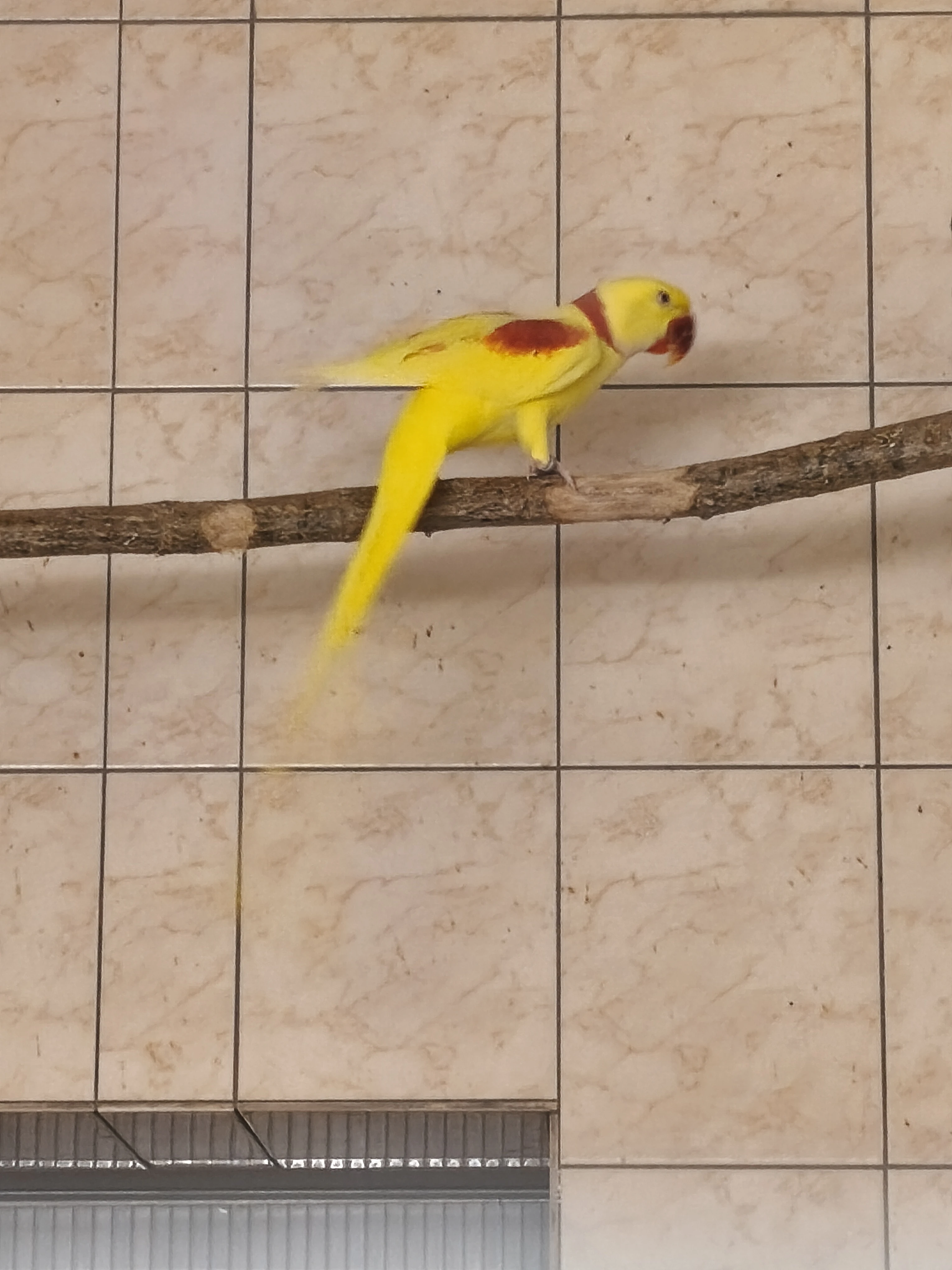 1,0 alexandr velký lutino.