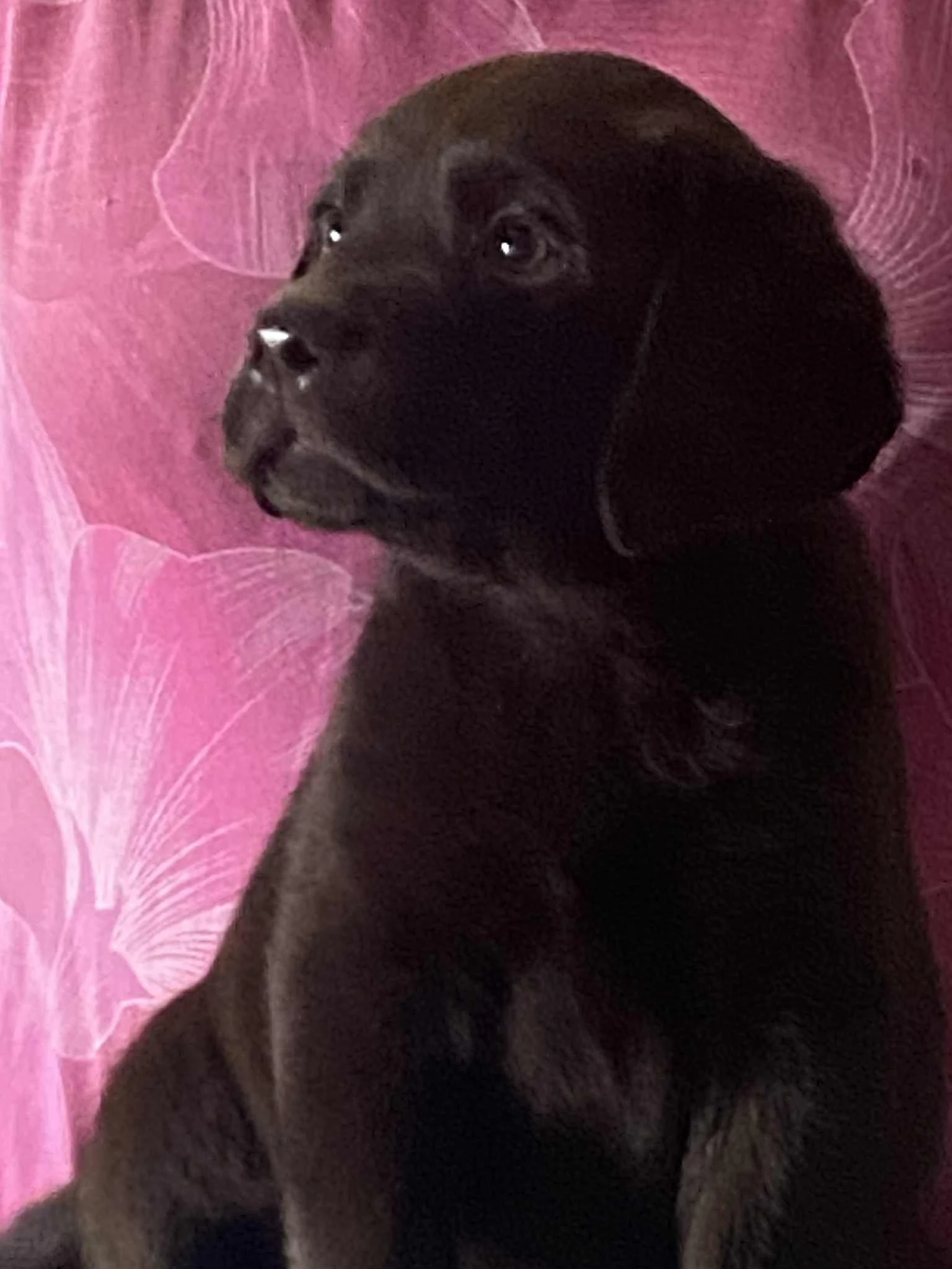 Labradorský retriever - štěňata s PP