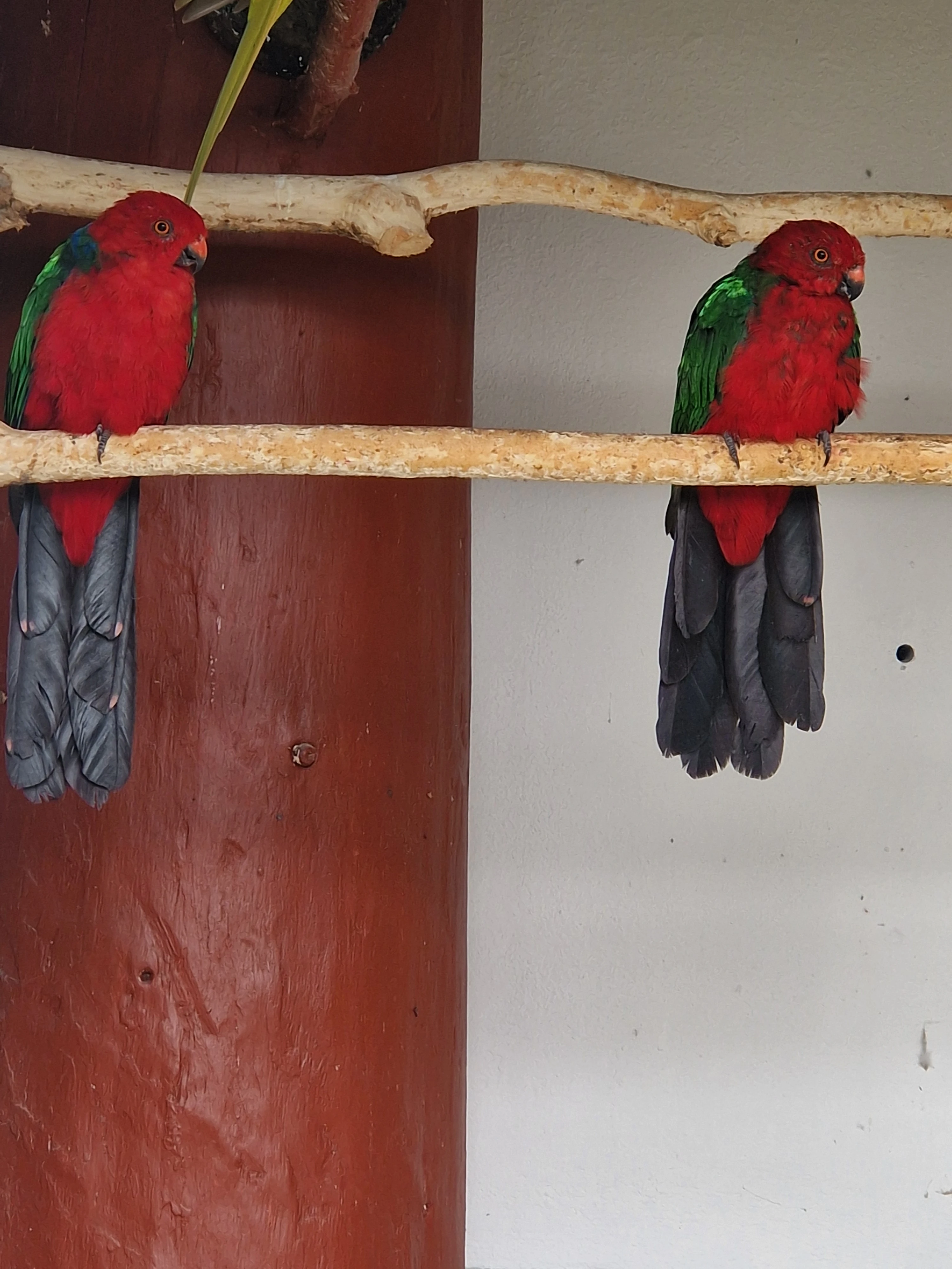 Papoušek karmínový