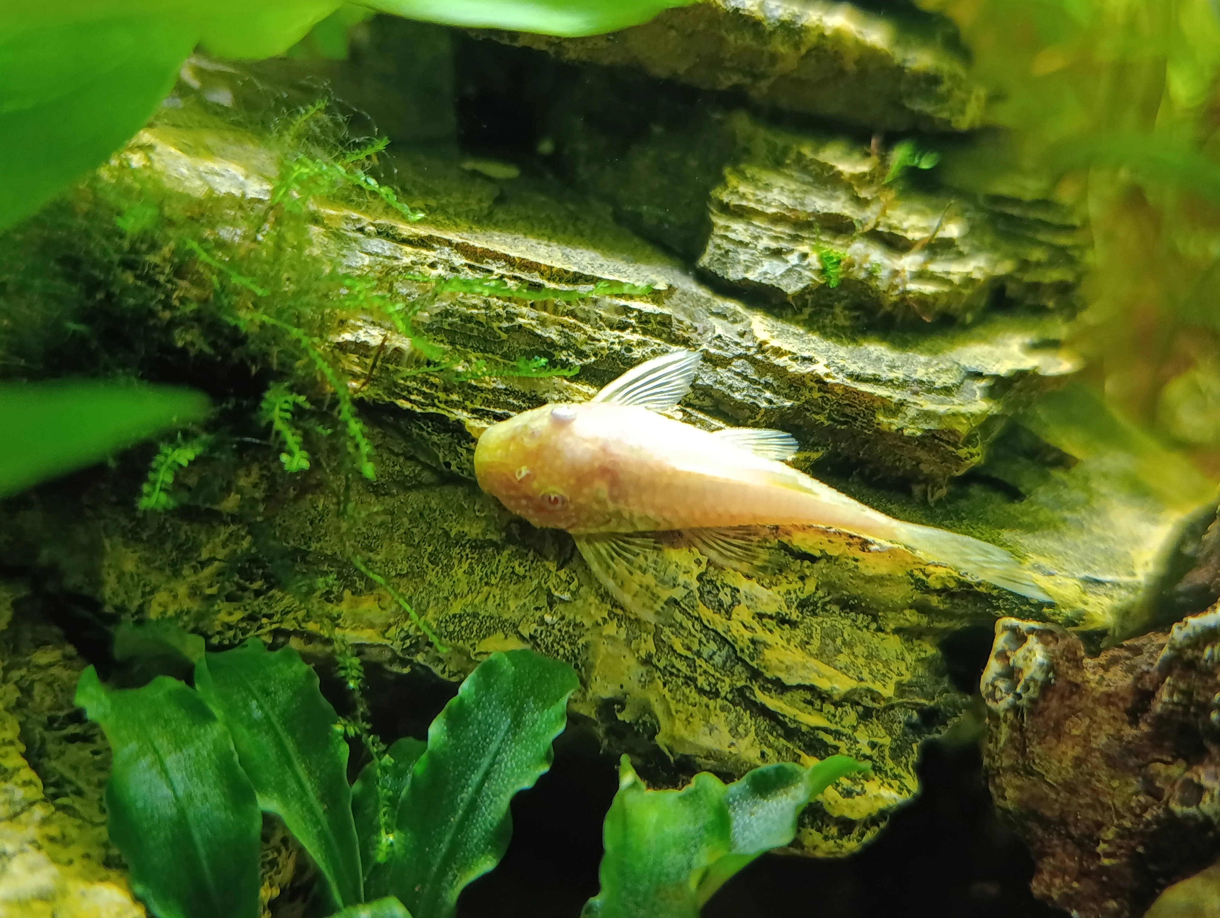 Daruji zlaté krunýřovce