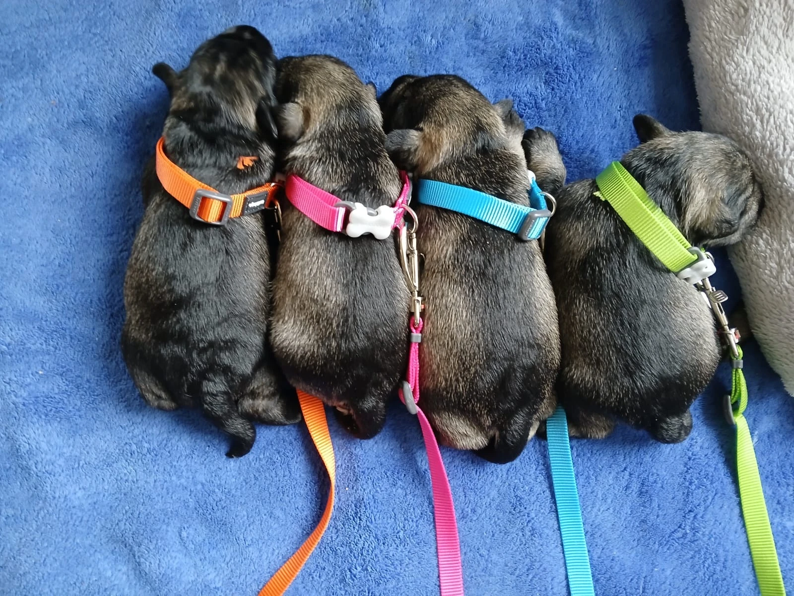 Knírač malý pepř a sůl - štěňátka s PP