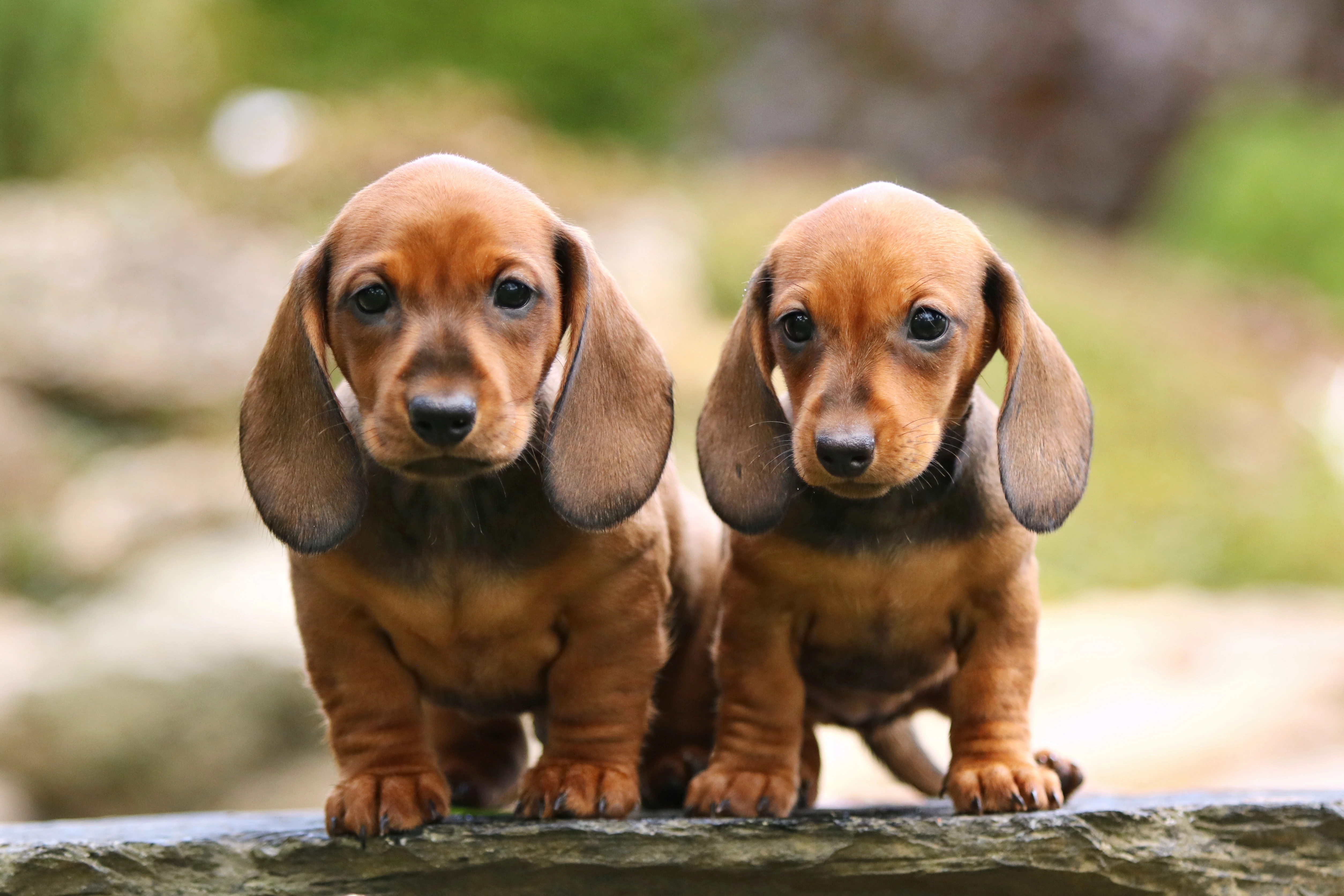 Jezevčík hladkosrstý trpasličí