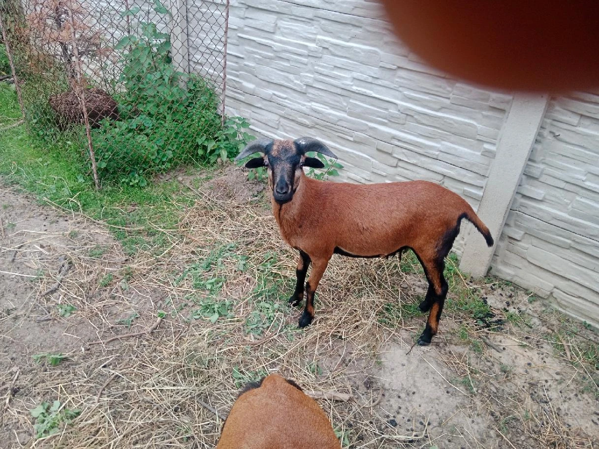 Ovce kamerunská, beránek