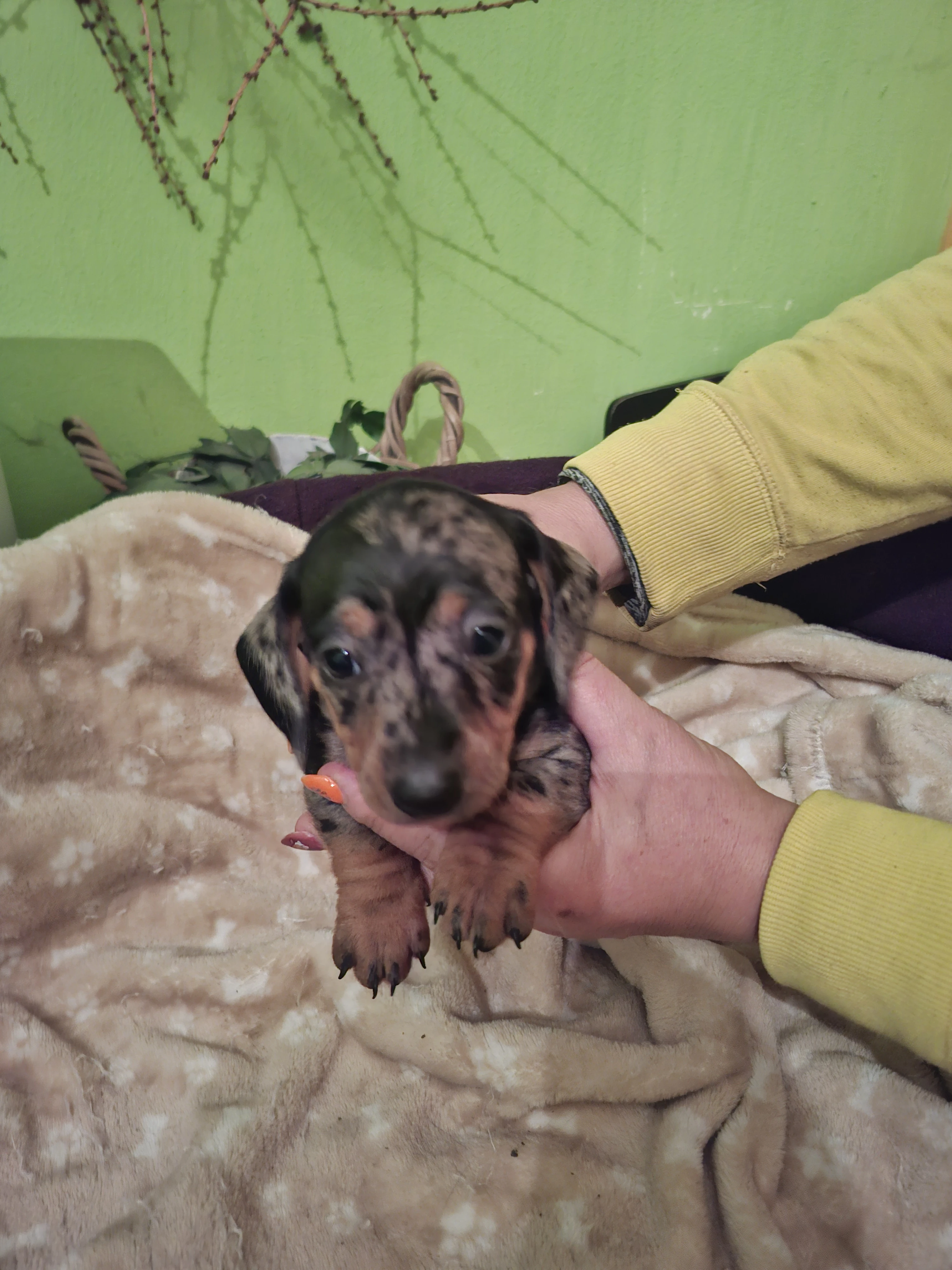 Štěňátka  5 kluků