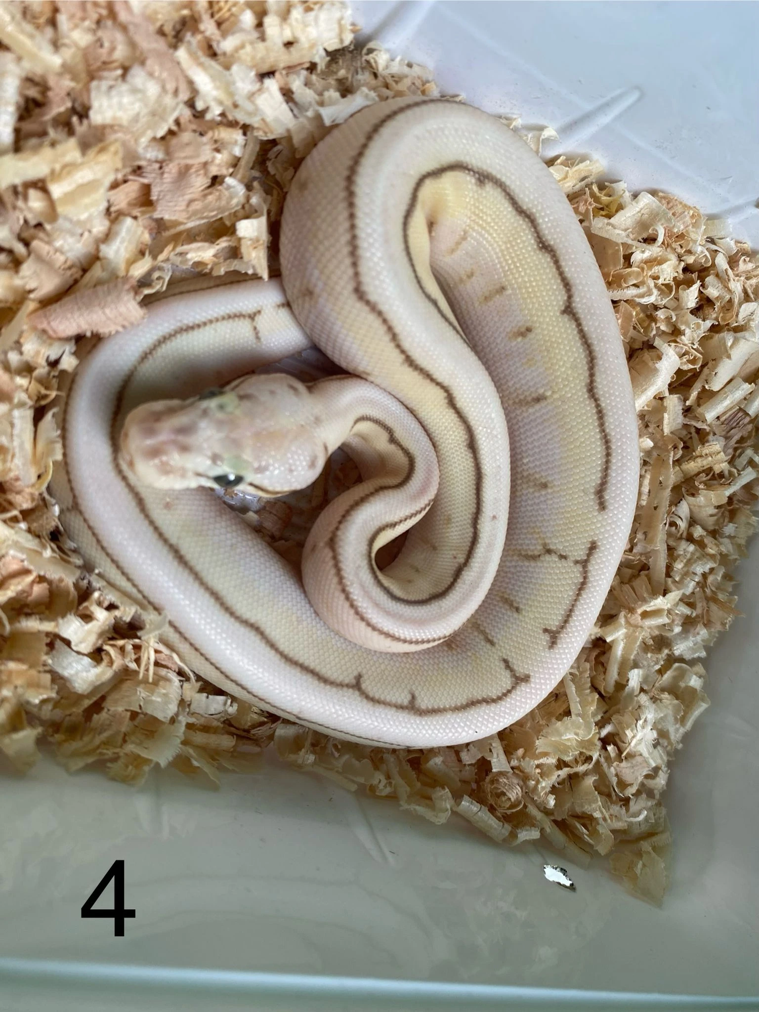 Prodám mláďata krajt