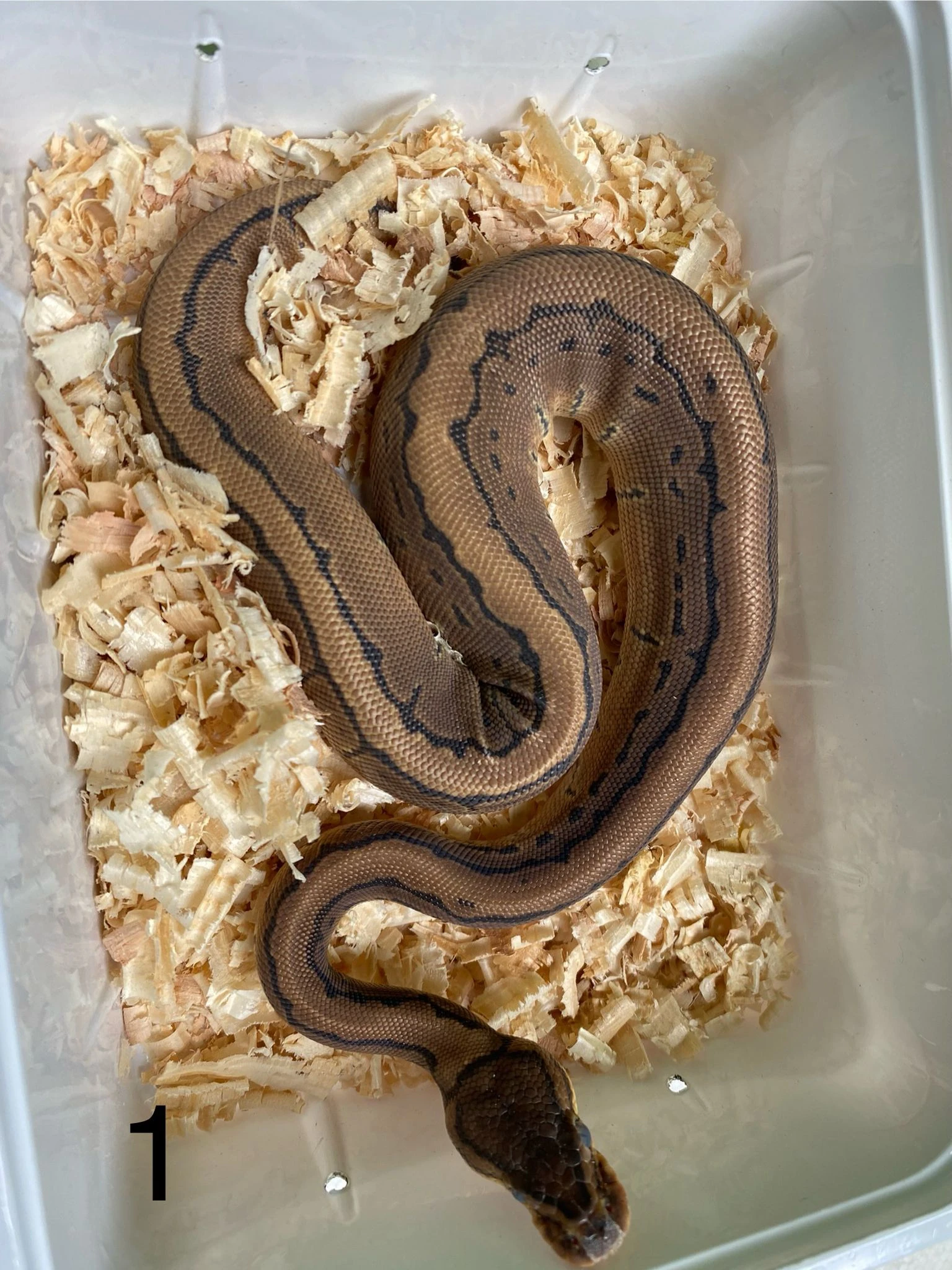 Prodám mláďata krajt