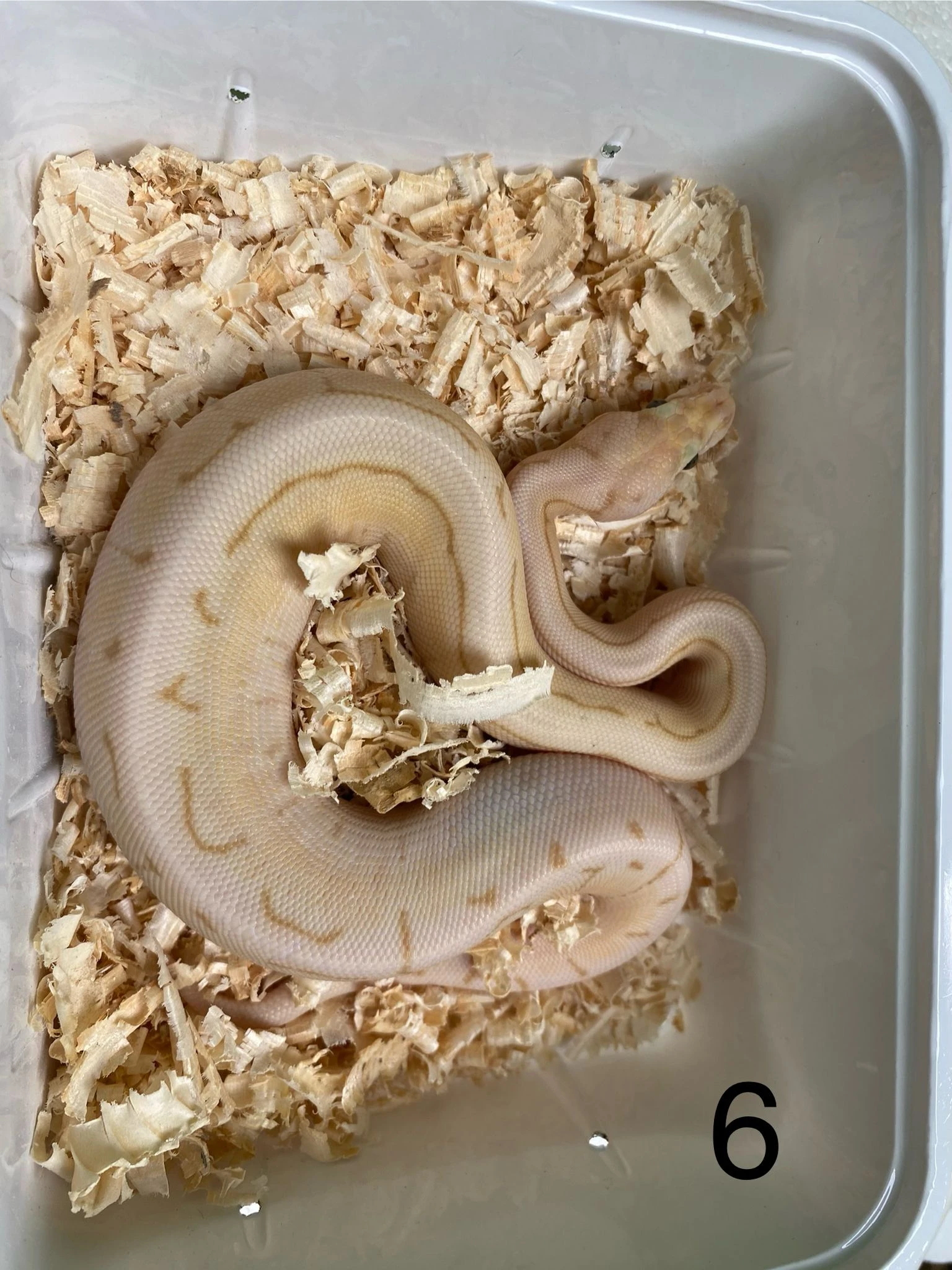 Prodám mláďata krajt