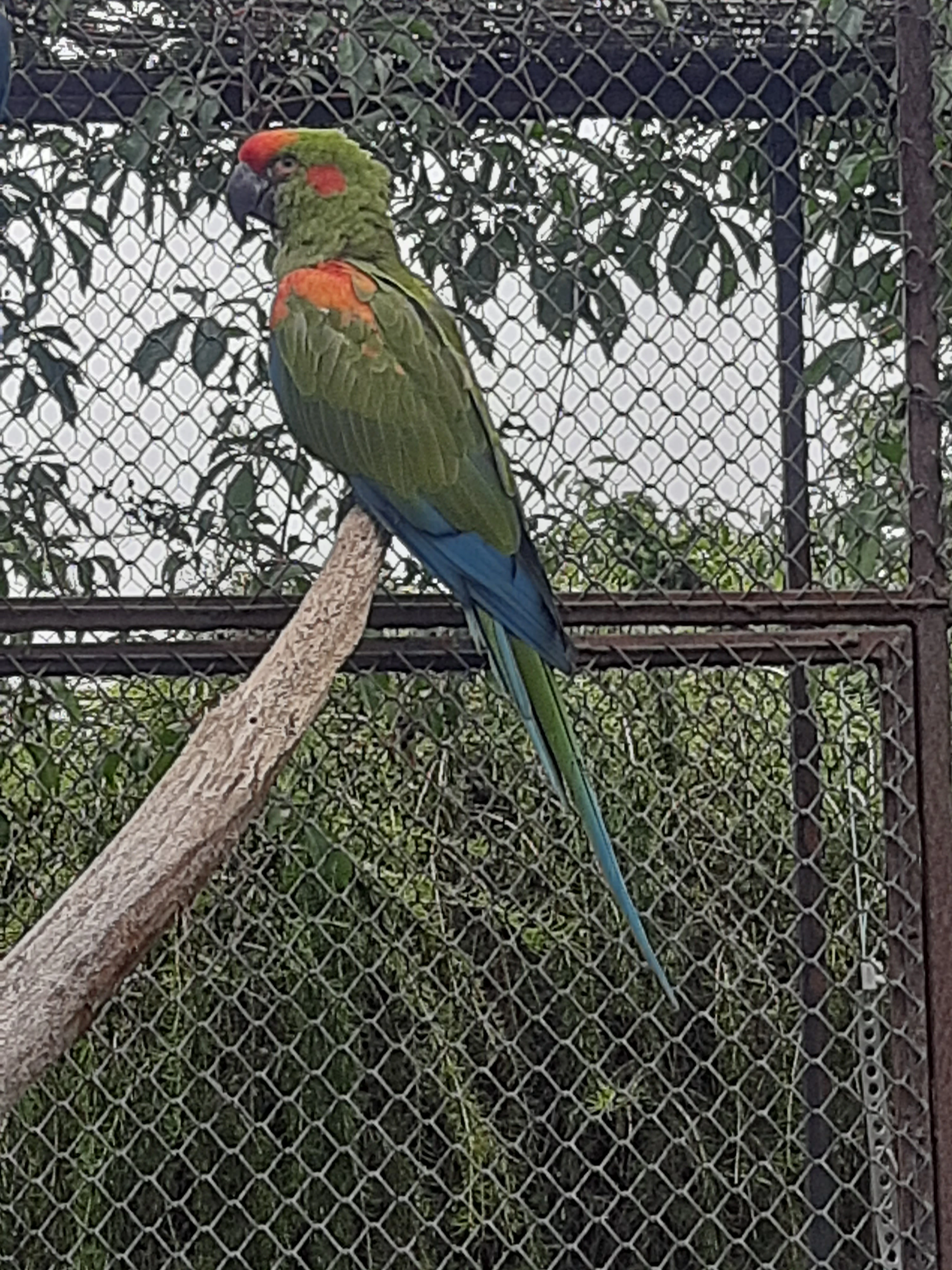 Prodám 1,0 Ara červenouchý 2024,