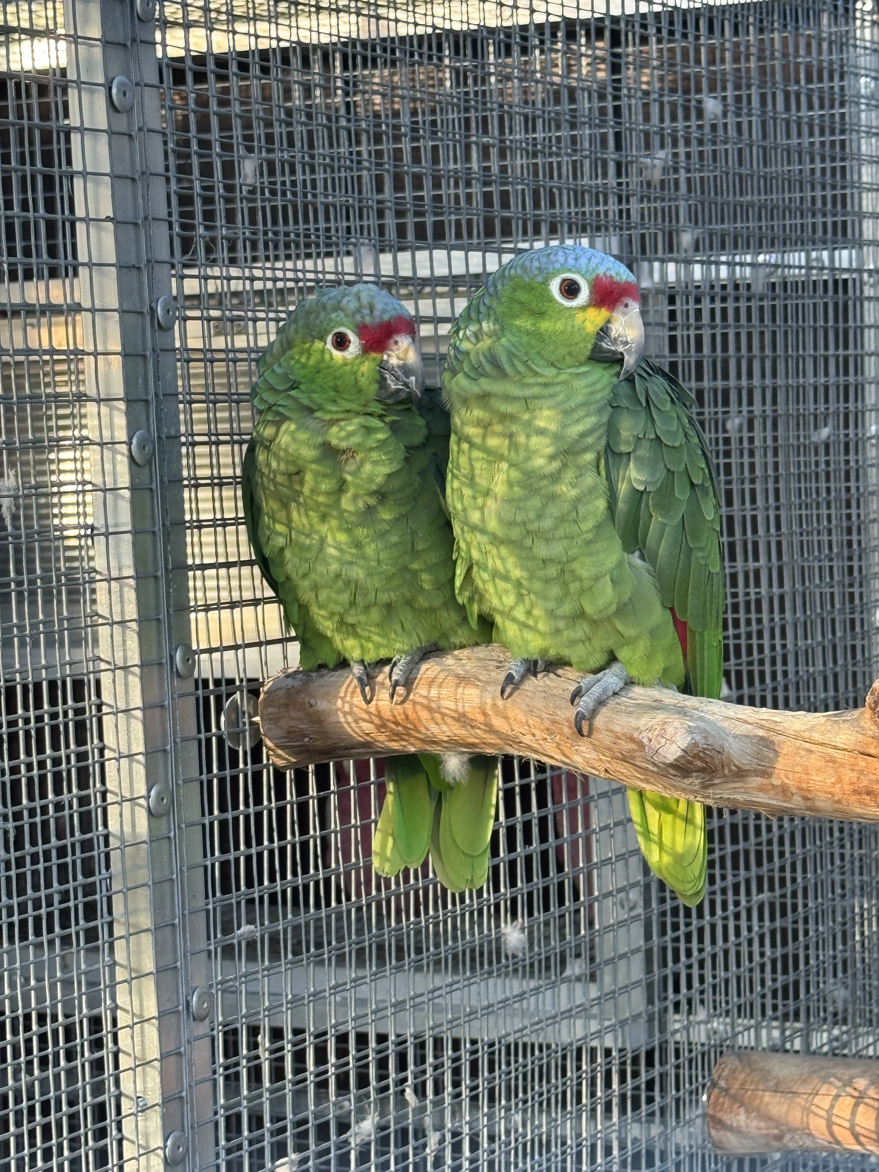 Chovny par Amazoňanů žlutolících