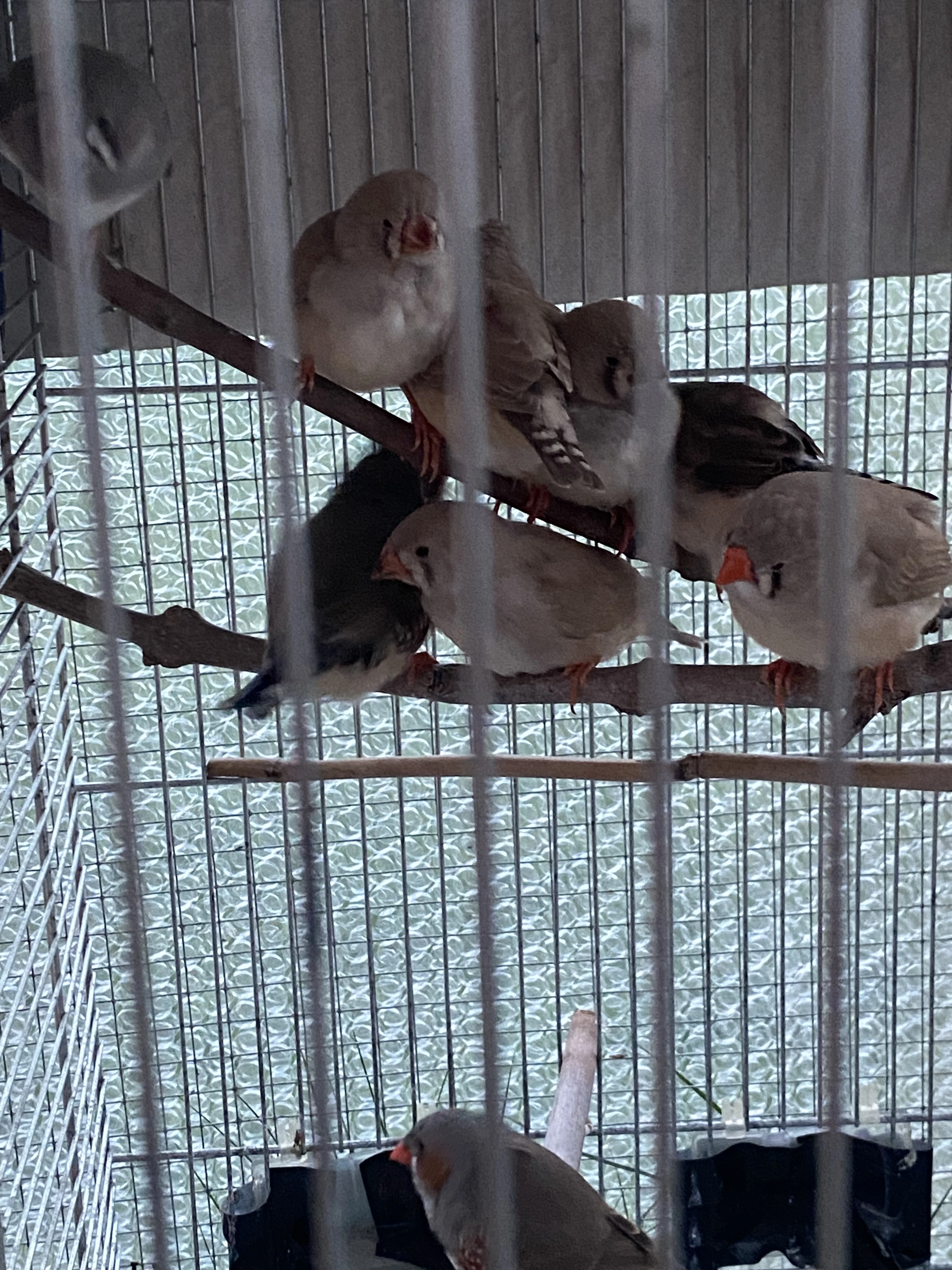 Mladata zebricky pestre