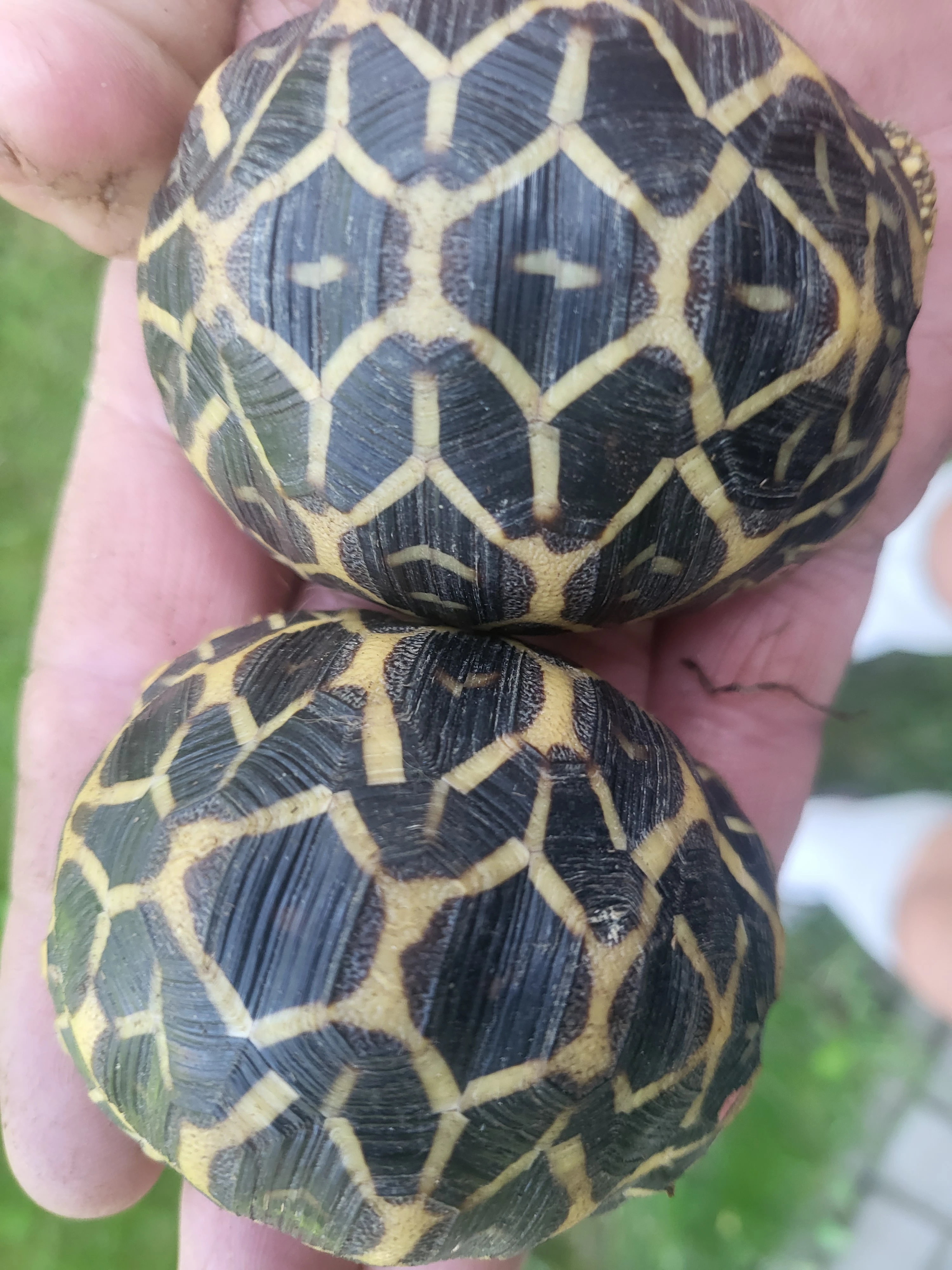 Ruzne druhy suchozemskych zelv