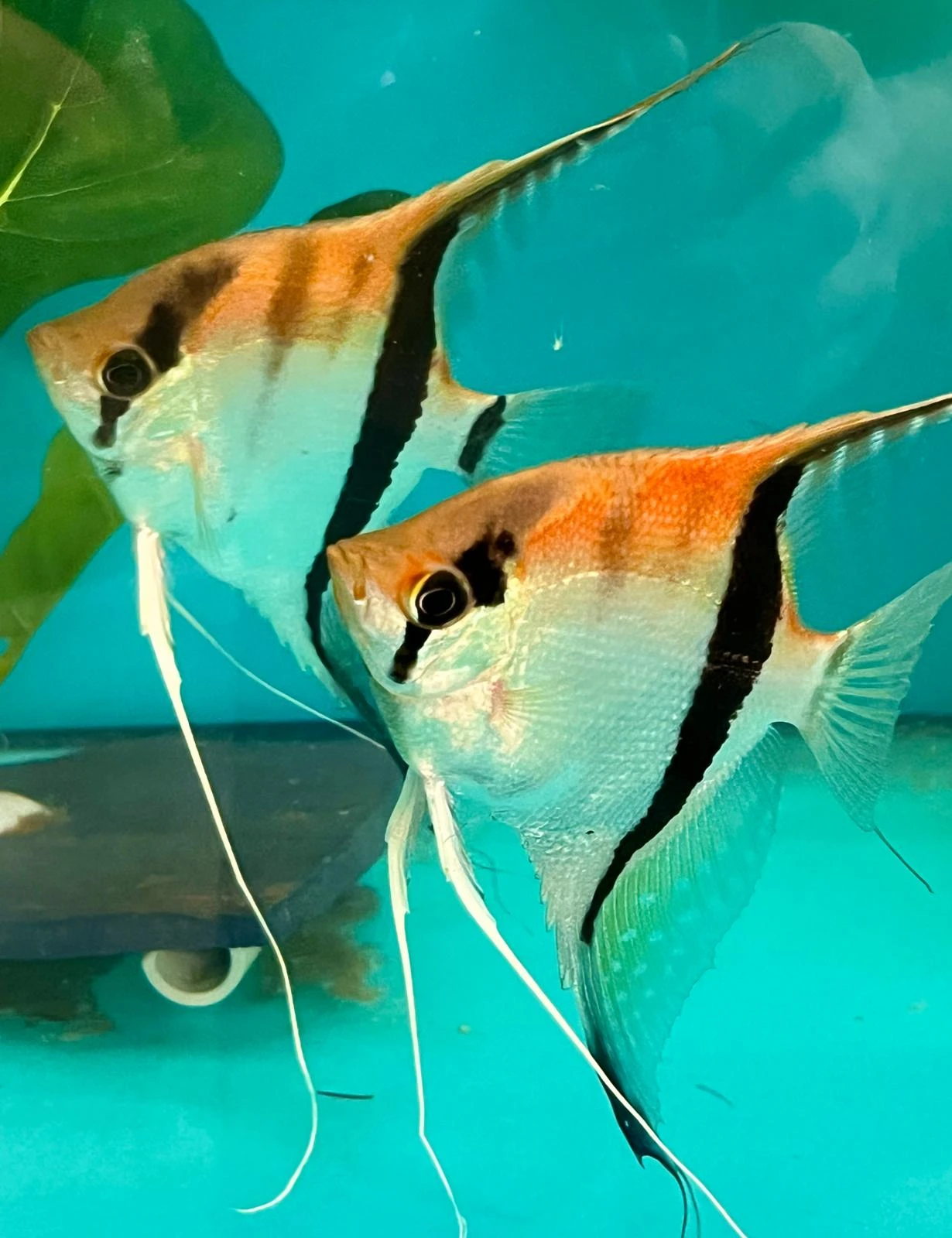Pterophyllum scalare Rio Manacapuru a další