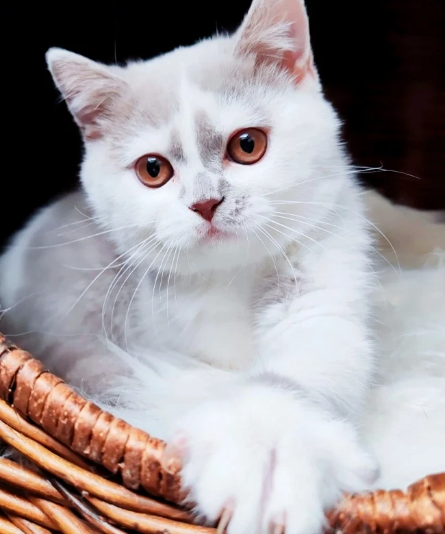 Britská kočička k odběru