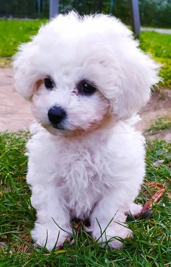 Bišonek frisé poslední kluk