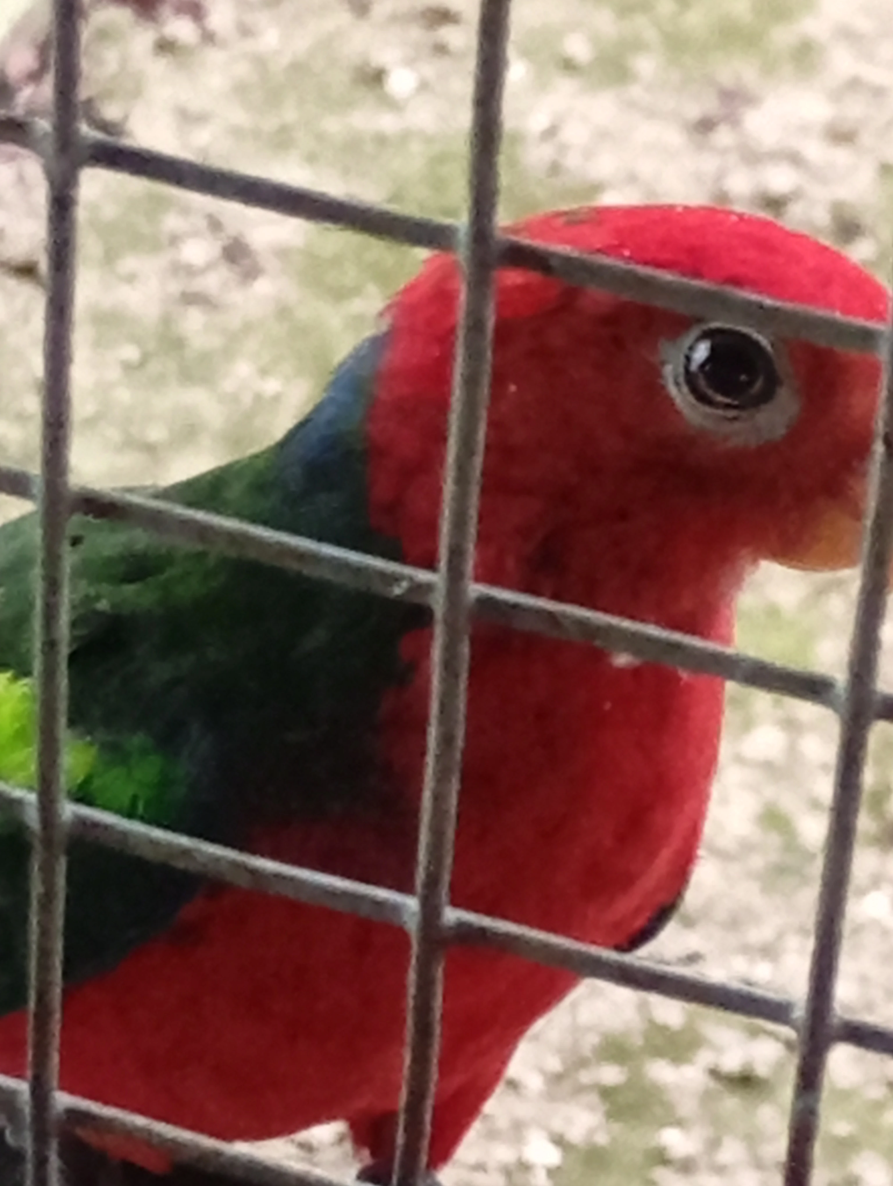 Pap. Karminovy, Amboinsky