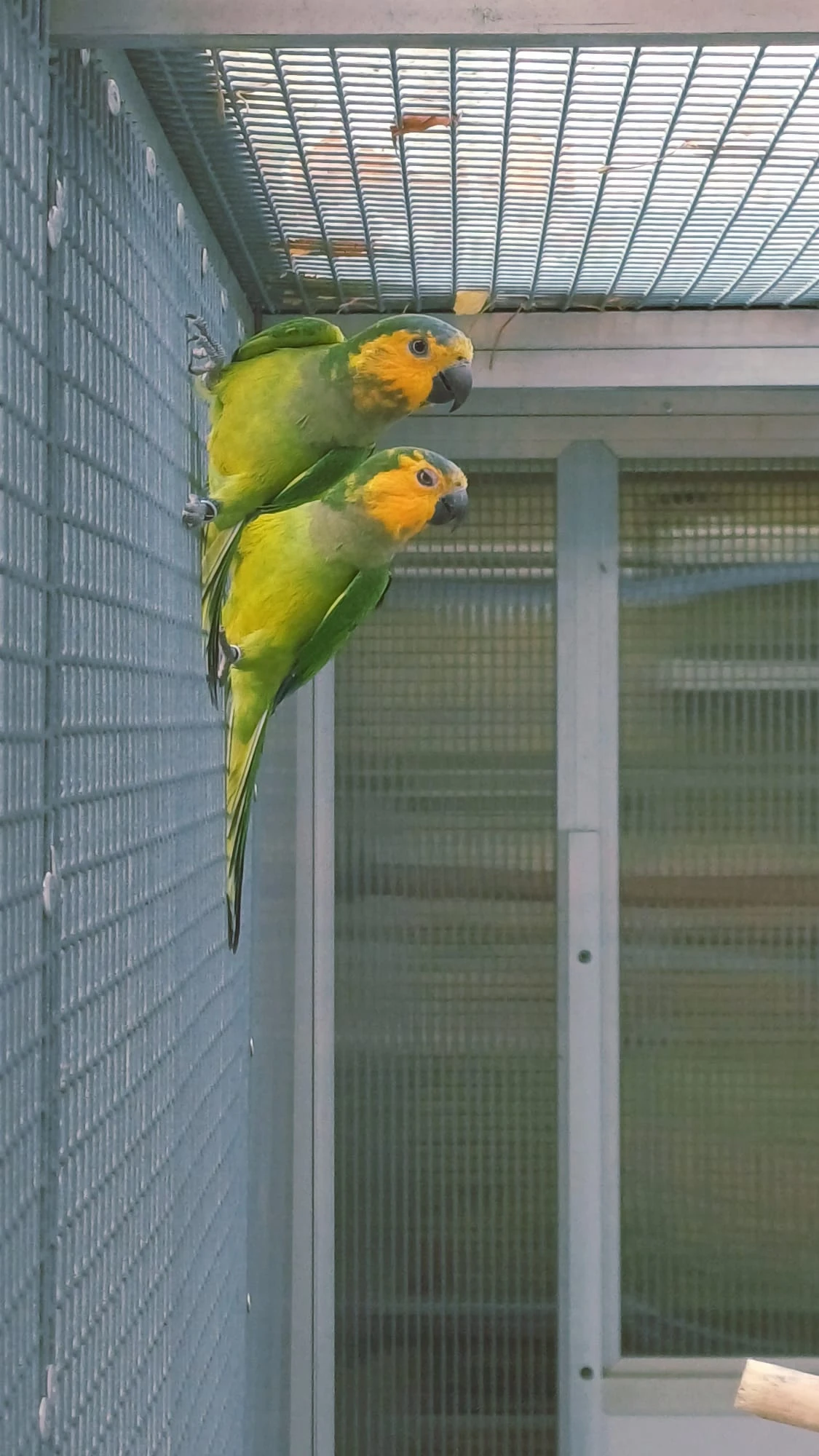 Aratinga hnědohrdlý