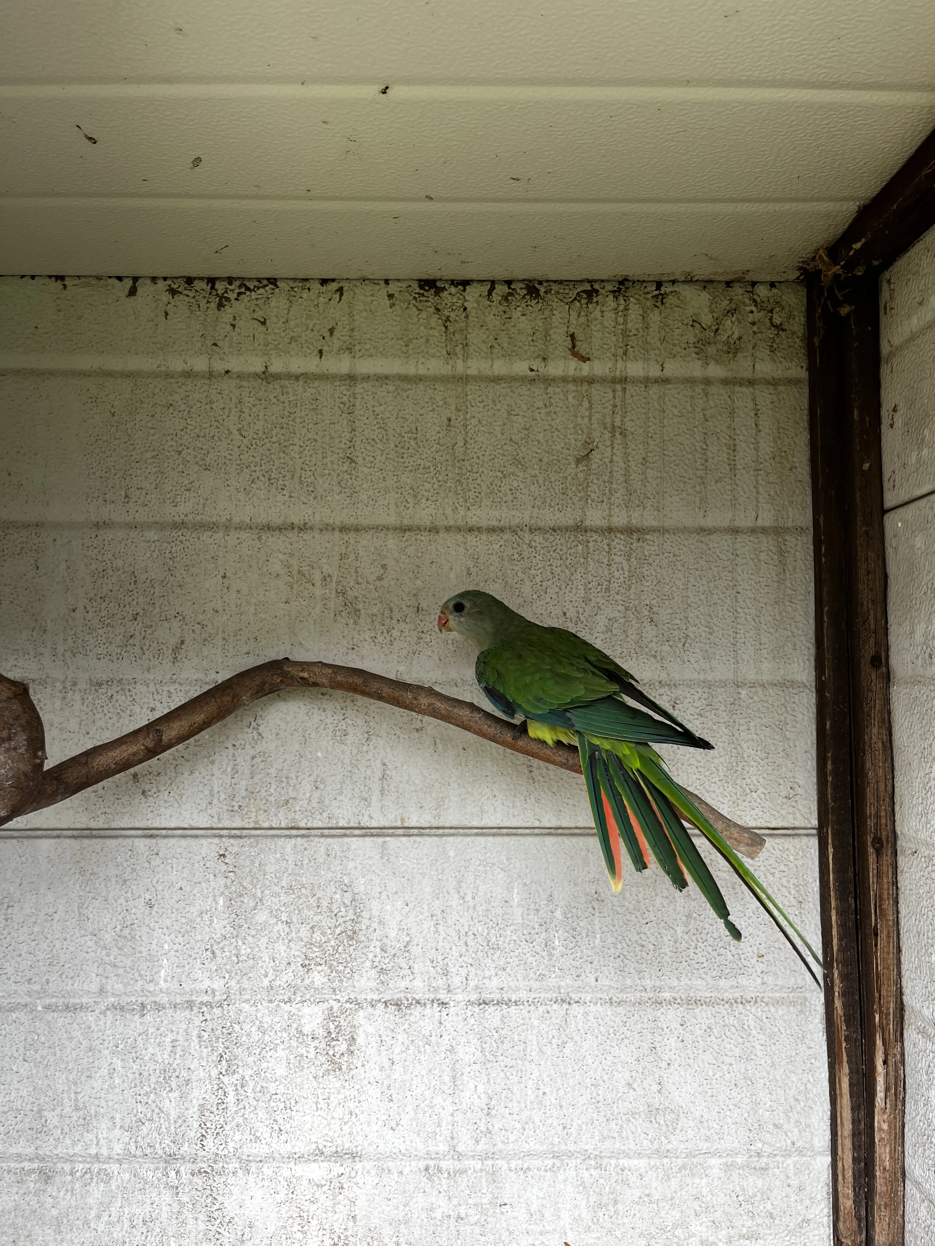 Papoušek nádherný