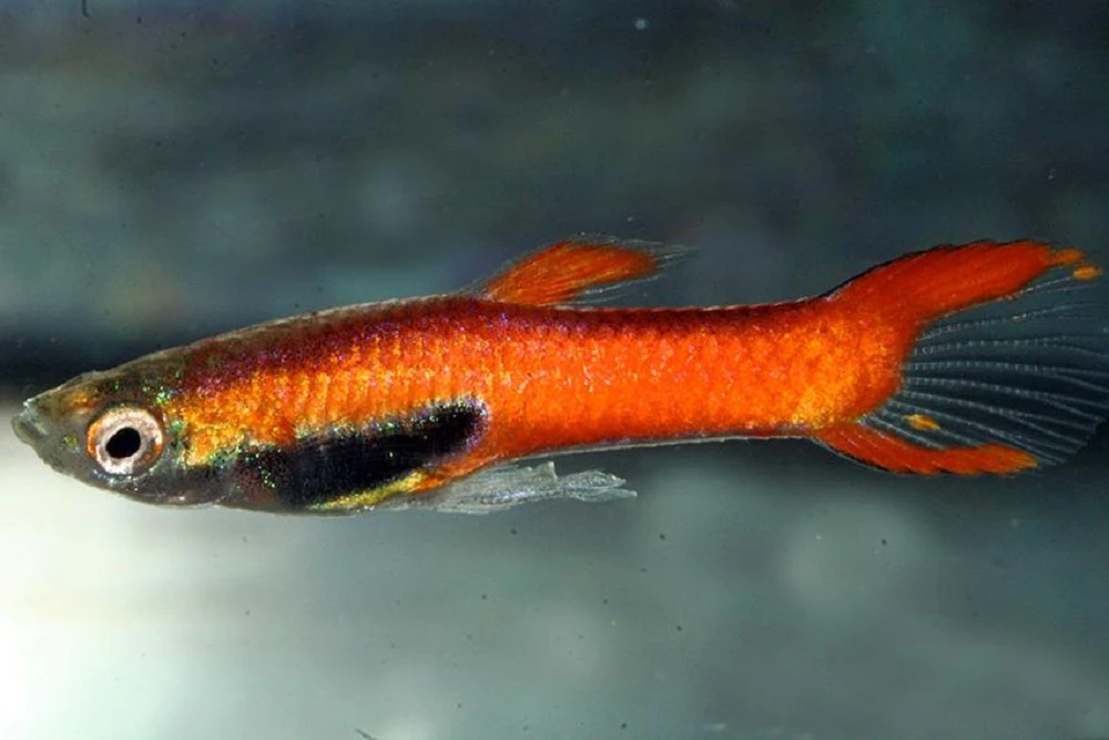 Endlerky Red Scarlet