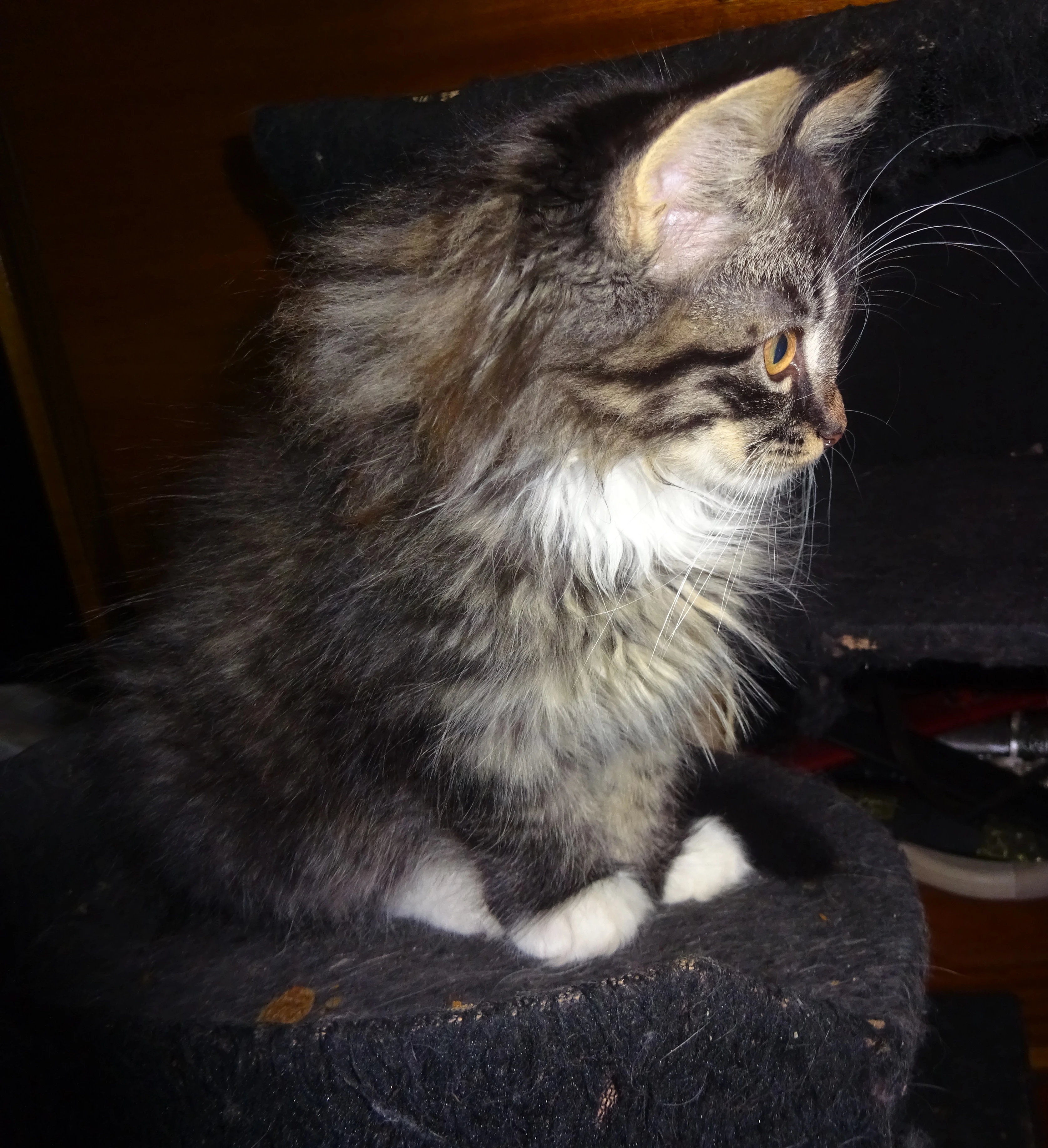 Nabízím pět křížených koťátek (mainská x sibiřská)