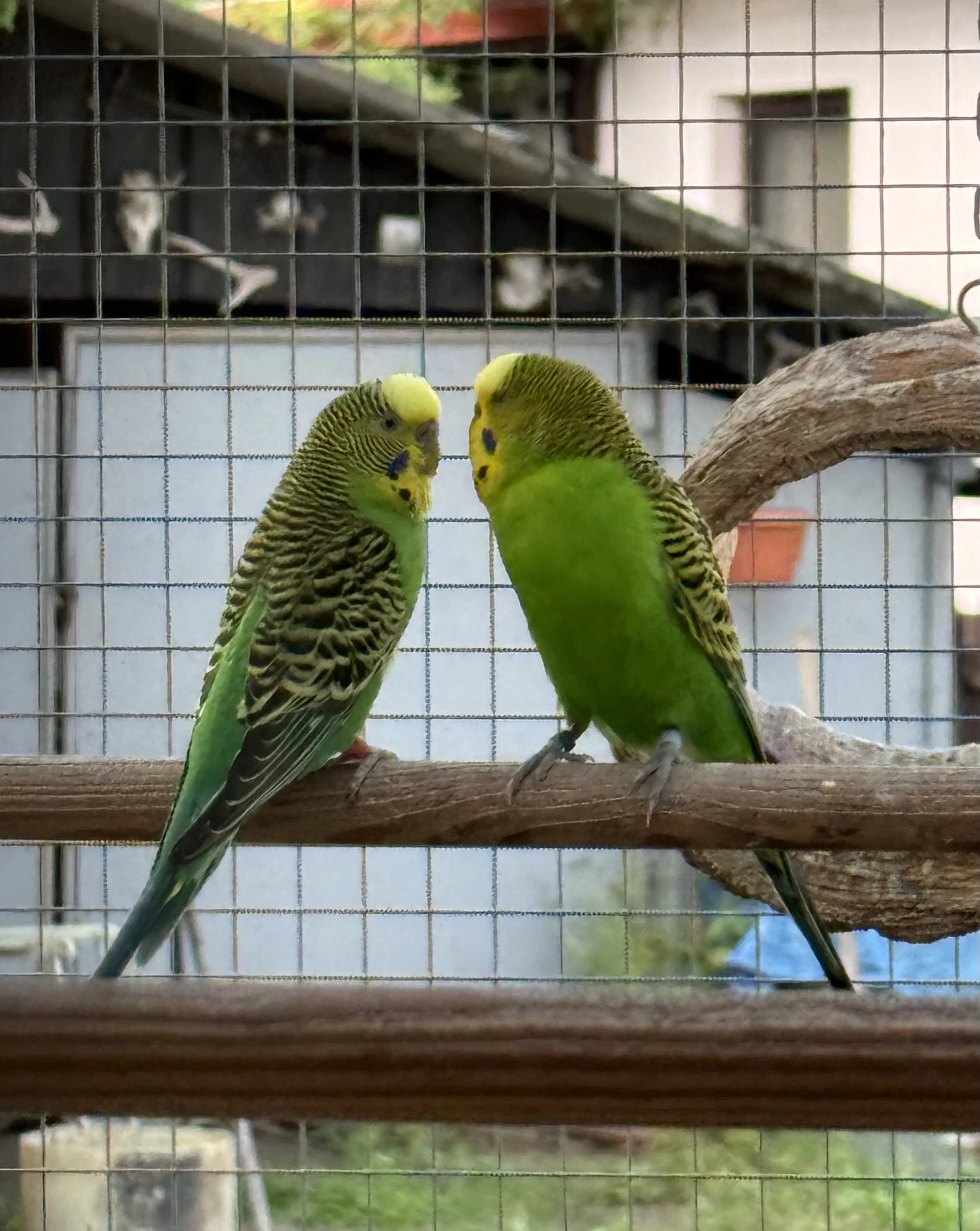 Andulka přírodní vlnkovaná