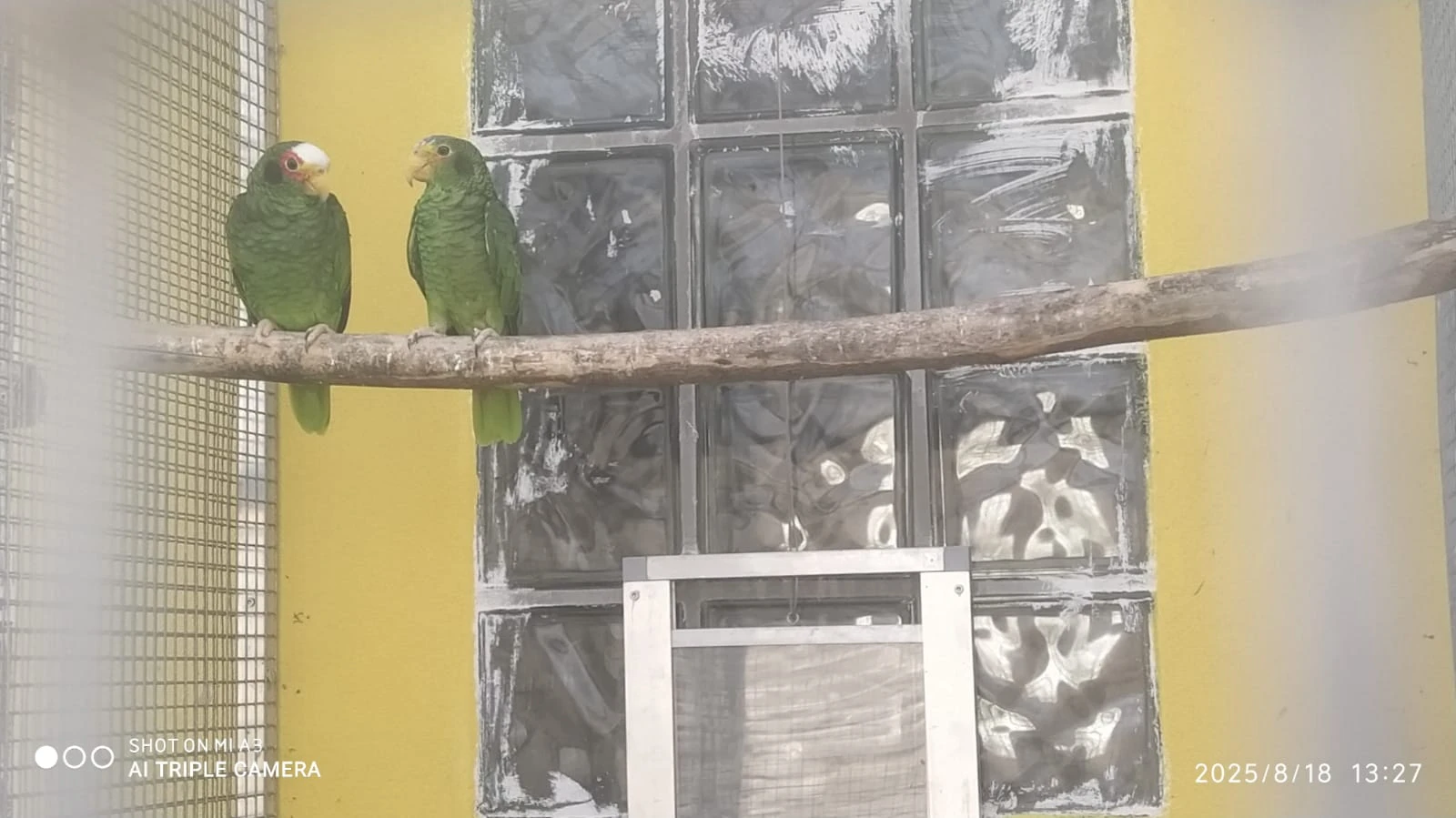 Amazoňan černouchý